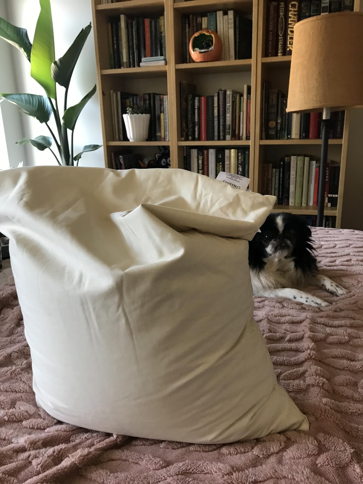 USlixury Organic Buckwheat Pillow 20x26, Adjustable Height, Neck Support customer photo 1