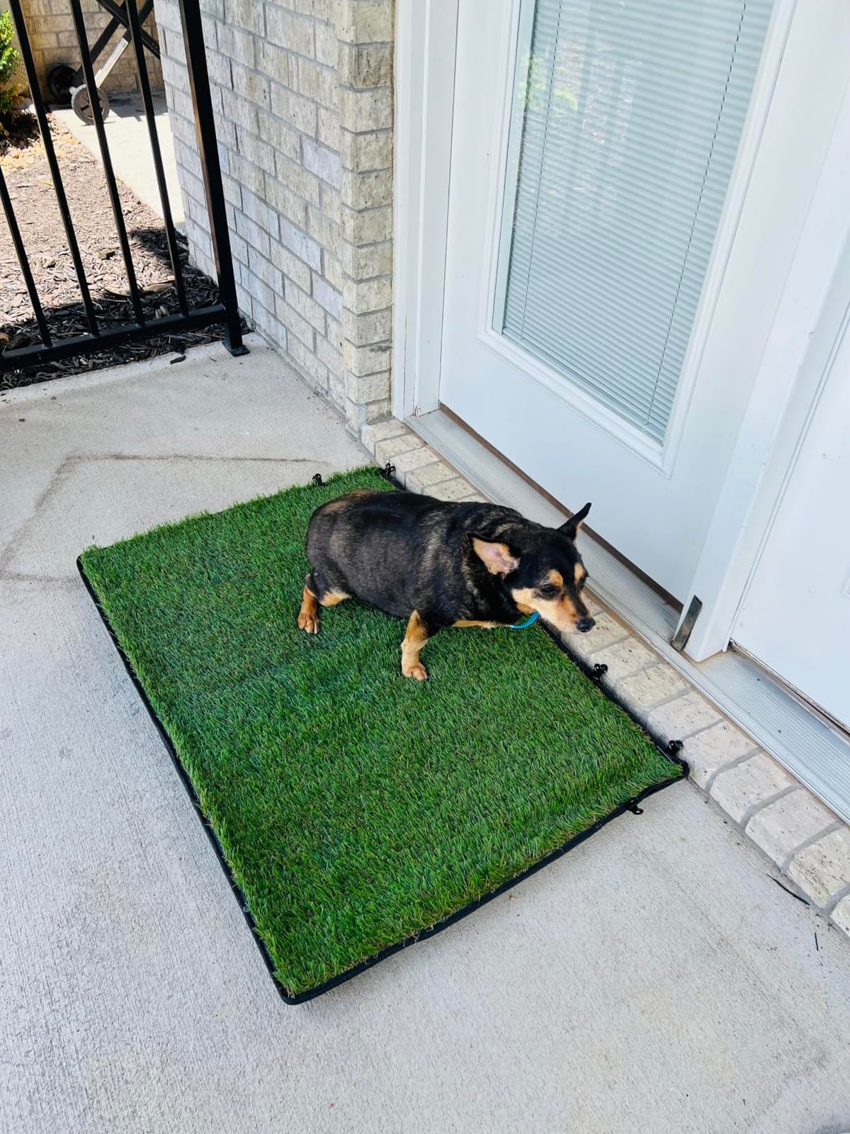 Dog Grass Pad with Tray,40''X27.5''Large Artificial Turf Grass Potty,XL Reusable 3-Layer Dogs Pee Potty Grass Pads, Easy to Clean Portable Dog Litter Box for Indoor/Outdoor Potty Training Toilet customer photo 1