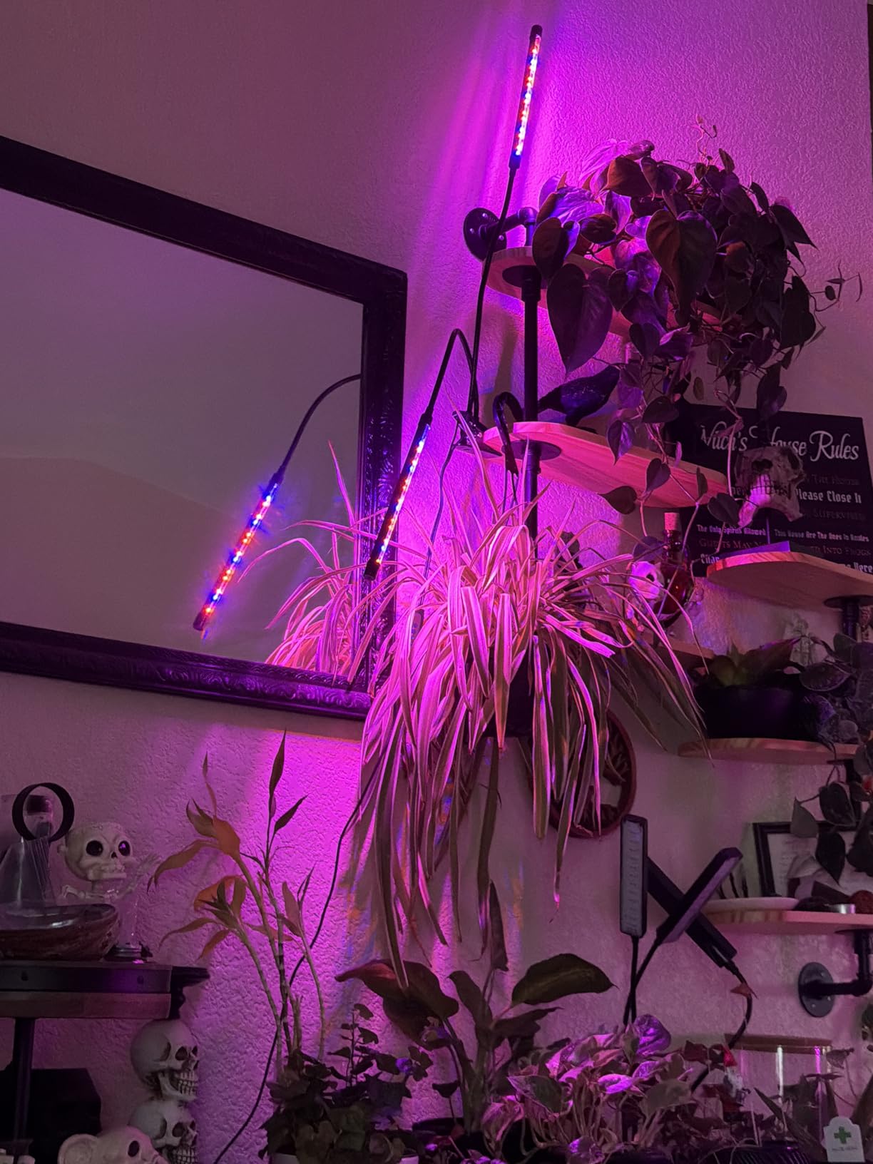 Garpsen Grow Lights for Indoor Plants, 2 Heads Clip On Plant Light, 40 LEDs customer photo 1