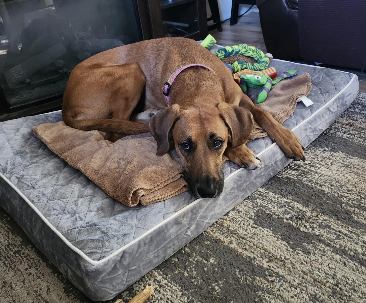 WNPETHOME Orthopedic XXL Dog Beds for Large Senior Dog Bed Comfy Sleeping | XXL Washable Waterproof Dogs Bed with Removable Cover, Multi-Needle Quilting Dogs Crate Bed for Relax, Light Grey 55x42 Inch customer photo 1