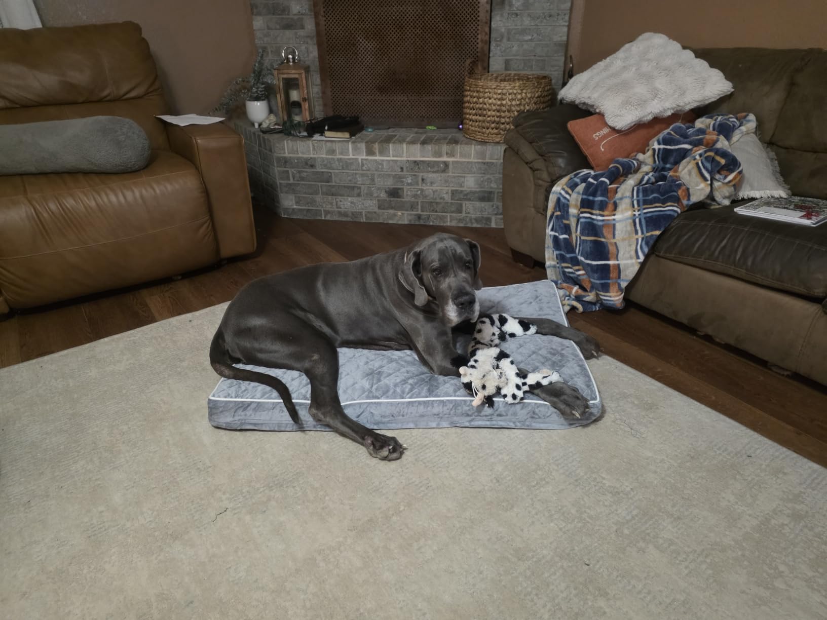 WNPETHOME Orthopedic XXL Dog Beds for Large Senior Dog Bed Comfy Sleeping | XXL Washable Waterproof Dogs Bed with Removable Cover, Multi-Needle Quilting Dogs Crate Bed for Relax, Light Grey 55x42 Inch customer photo 2