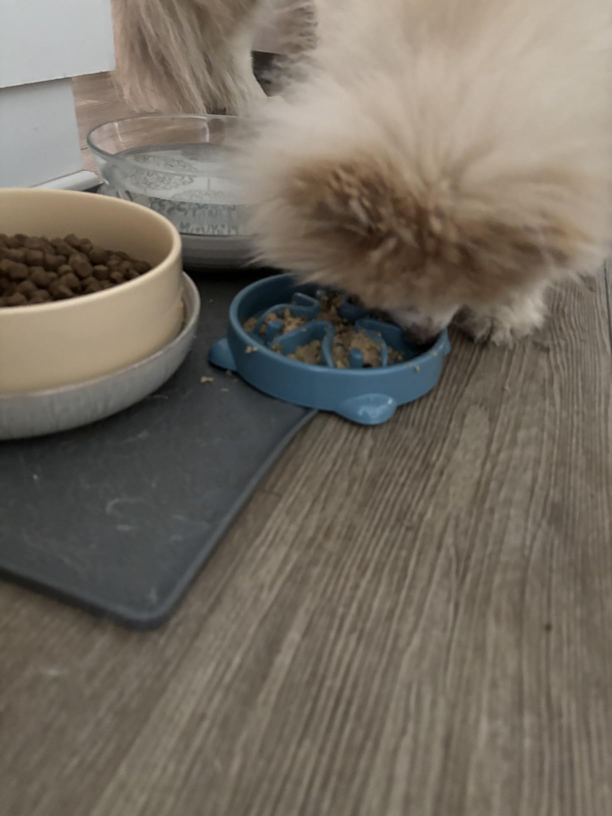 Slow Feeder Dog Bowls Small Breed, Dog Food Bowl Small Anti-Choking Bloat Stop Puzzle Healthy Eating Bowl (Blue, 1 Cup) customer photo 2