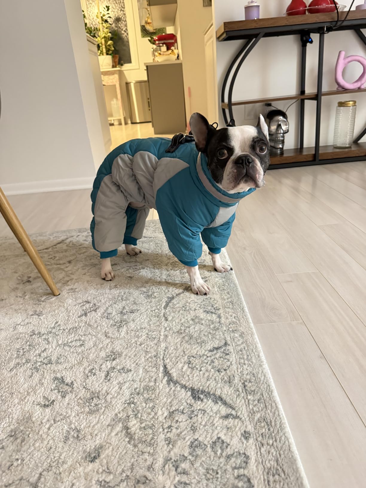 AOFITEE Fullbody Dog Coat Warm Fleece Dog Jacket, Windproof Dogs Winter Coat with Harness Built in, Reflective Turtleneck Dogs Snowsuit Puffer Jacket, Four Legged Pet Snow Suit, Christmas Red M customer photo 2