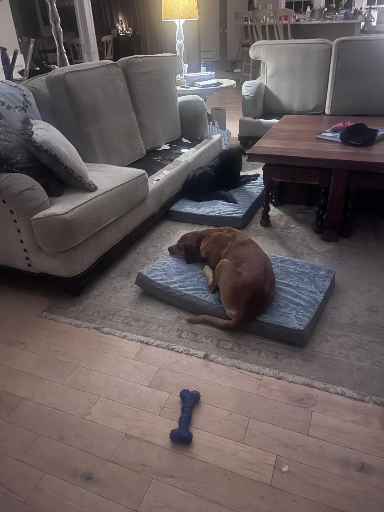 KSIIA Orthopedic Dog Bed for Large Dogs with Waterproof Lining, Grey, 35x22 customer photo 1