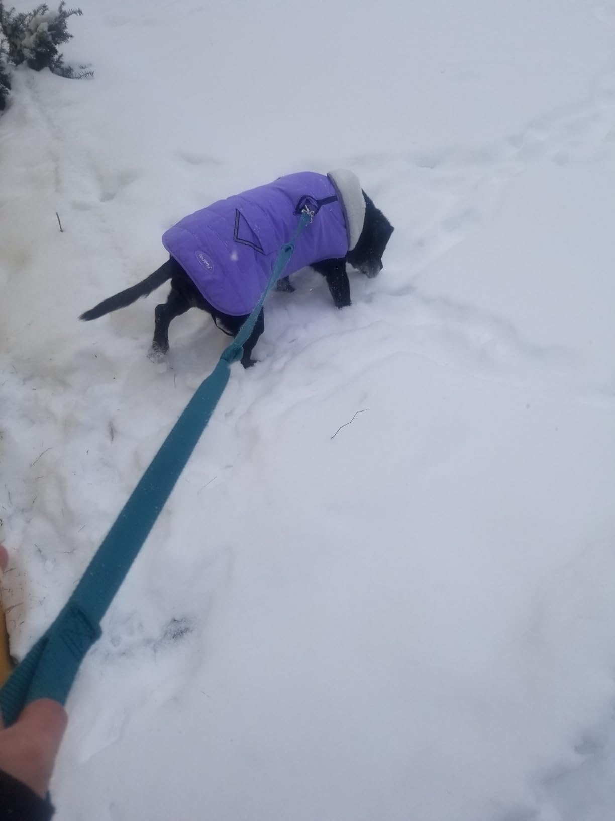 XL Dog Winter Coat for Medium Large Dogs Easy On/Off Velcro Dog Snow Jacket | Waterproof Pet Puffer Vest for Pitbull, Staffy, Boxer & Deep Chested Breeds customer photo 2