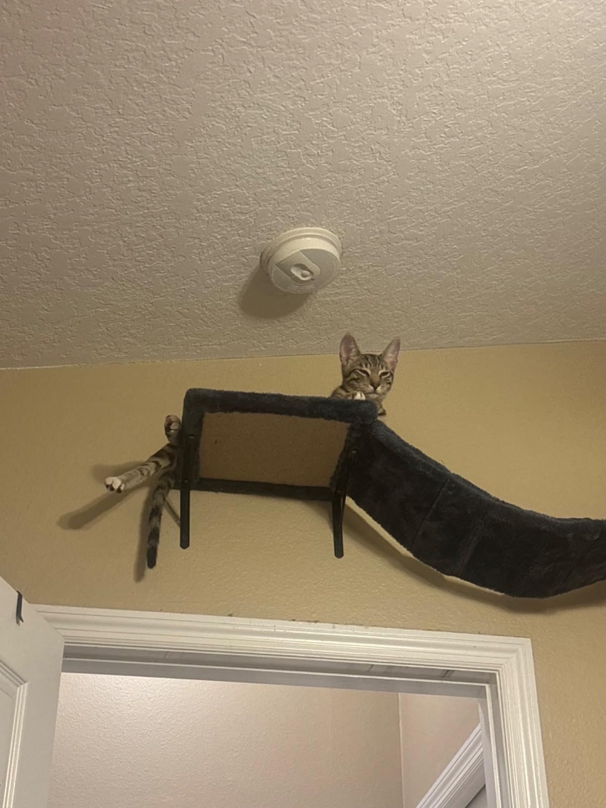 Cat Wall Shelves, Space-Saving Wood Cat Wall Furniture for Indoor Cats customer photo 2