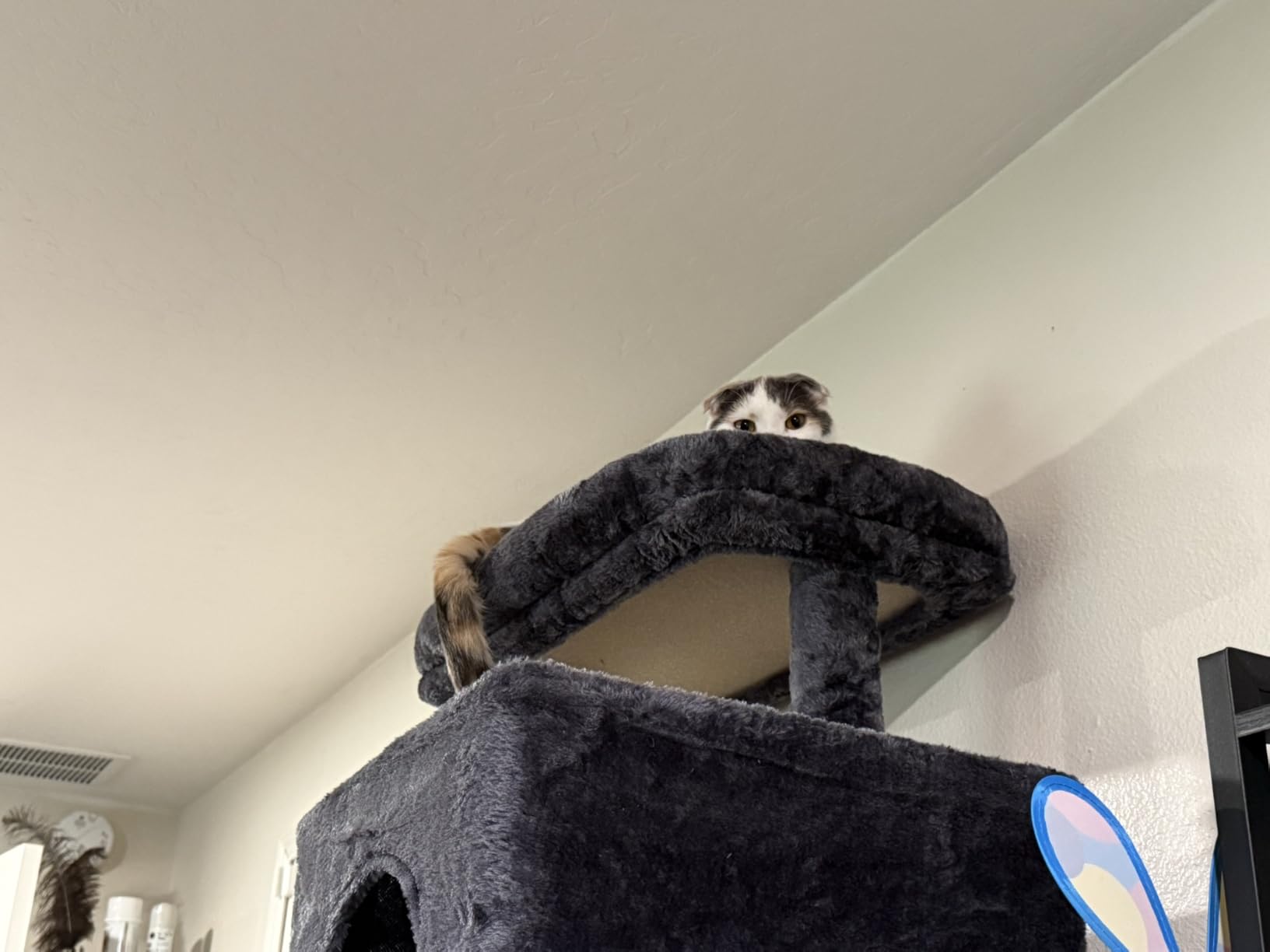 Heybly Cat Tree for Large Cats, 20lbs Heavy Duty, 60 inches XXL HCT050G customer photo 2
