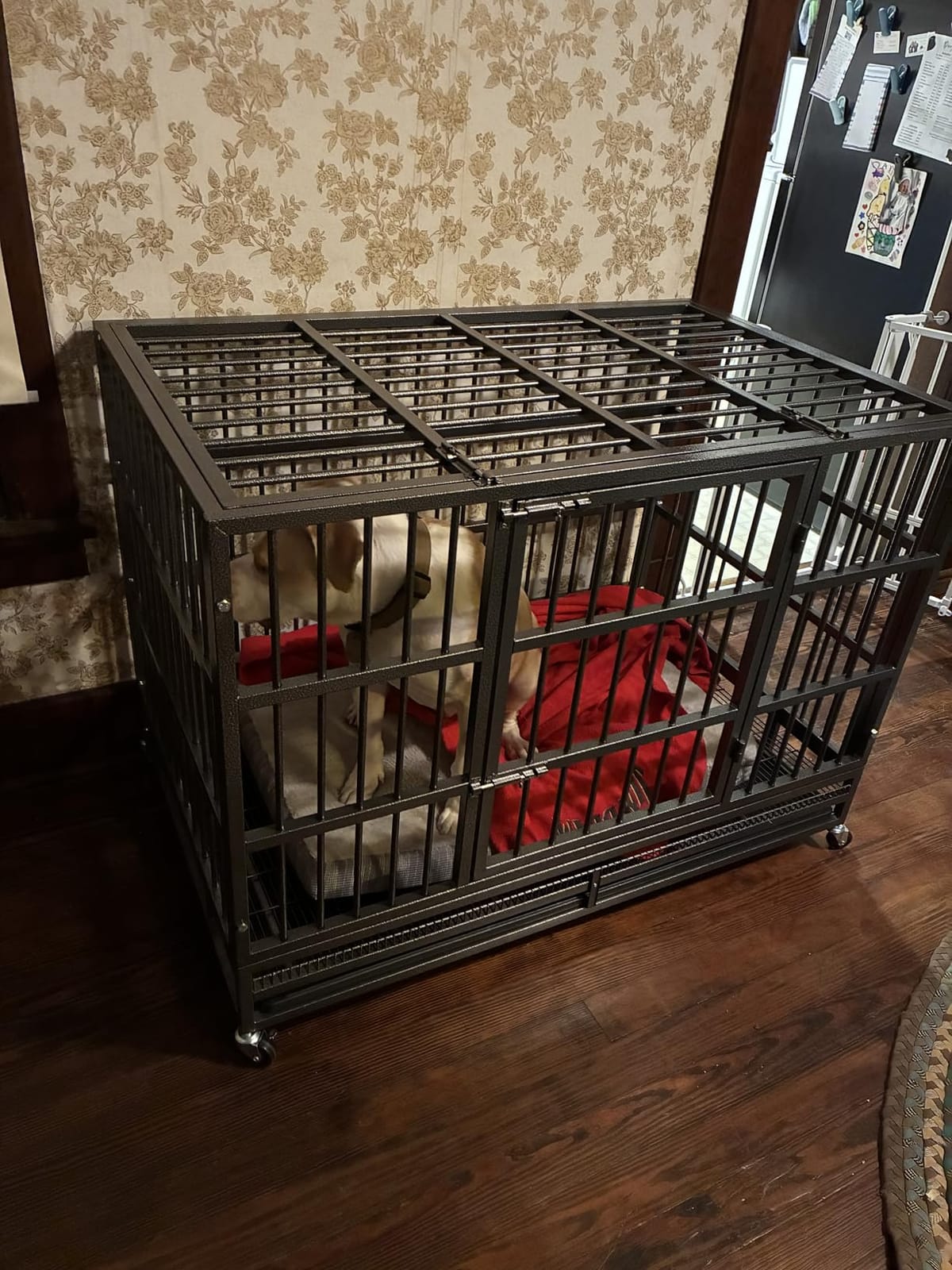 KOKOTANGS 48 Inch Heavy Duty Dog Crate Cage with Wheels, Indestructible and Escape Proof Steel Kennel Indoor for High Anxiety Dogs with Sturdy Locks, Double Door and Tray, Extra Large XL XXL, Black customer photo 2
