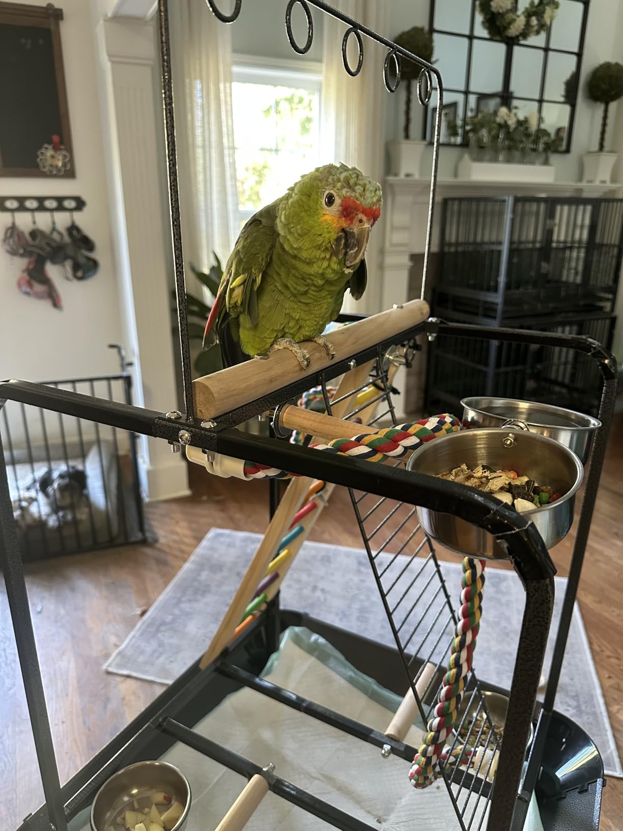 PawHut Bird Stand with Wheels, Parrot Stand with Perches, Stainless Steel Feed Bowls, Pull-Out Tray, Toy Hanger, Bird Play Stand for Indoor Outdoor Small Parrot, Dark Gray customer photo 1