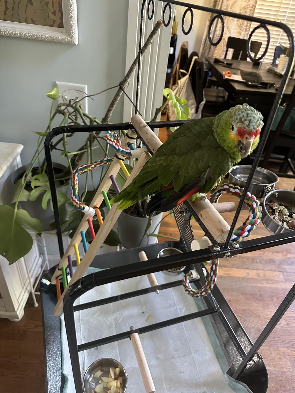 PawHut Bird Stand with Wheels, Parrot Stand with Perches, Stainless Steel Feed Bowls, Pull-Out Tray, Toy Hanger, Bird Play Stand for Indoor Outdoor Small Parrot, Dark Gray customer photo 2