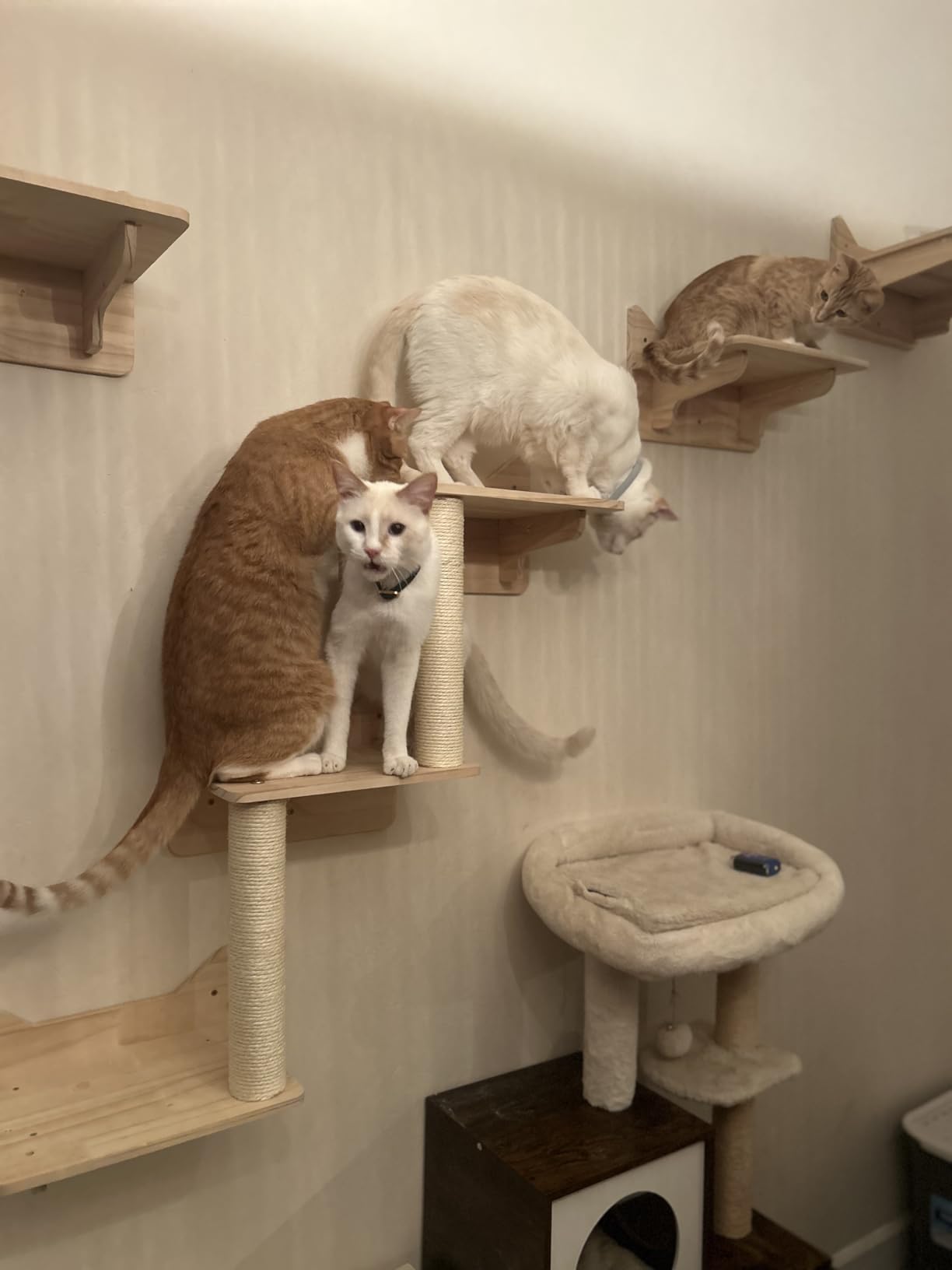 Cat Shelves for Wall – Cat Climbing Furniture Set for Large Cats with House, Bridge Ladder, 3 Scratching Posts & 5 Steps customer photo 2