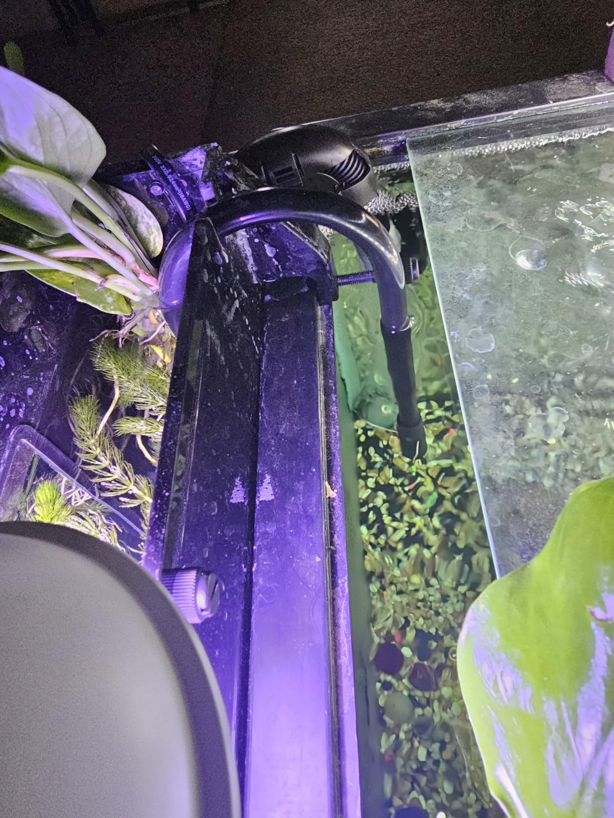 AquaReady HOB-R Hang On Back Refugium - Natural Macro Algae Filtration for Freshwater and Saltwater Aquariums customer photo 1
