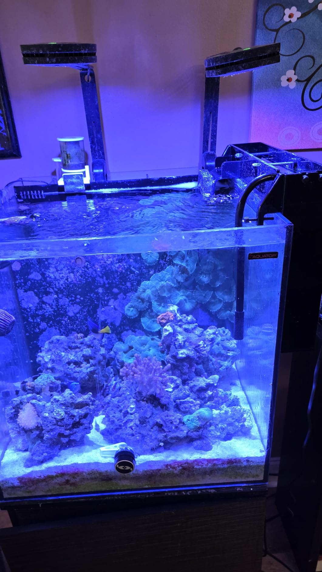 AquaReady HOB-R Hang On Back Refugium - Natural Macro Algae Filtration for Freshwater and Saltwater Aquariums customer photo 2