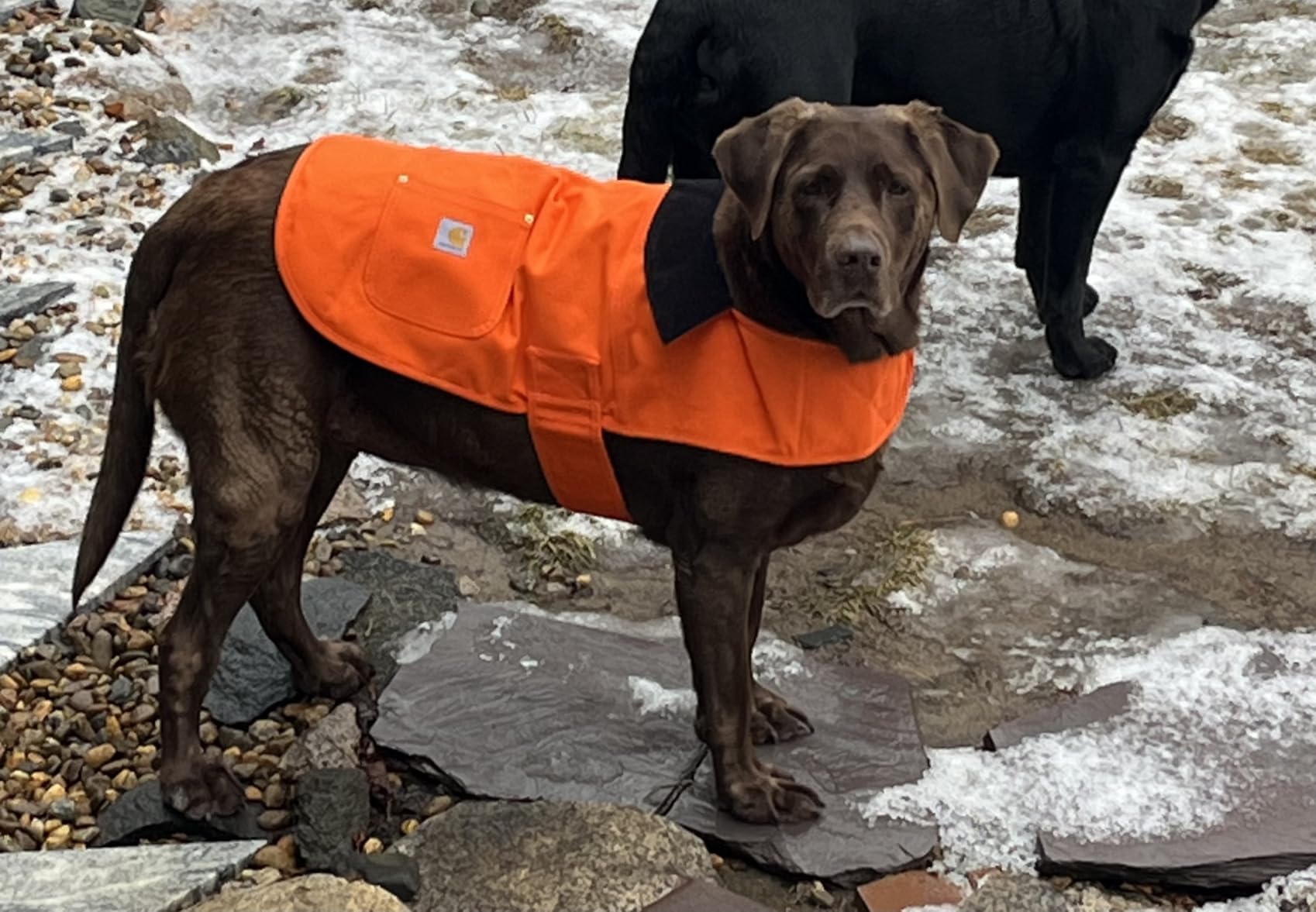 Carhartt Firm Duck Insulated Dog Chore Coat Hunter Orange/Brass XL customer photo 1