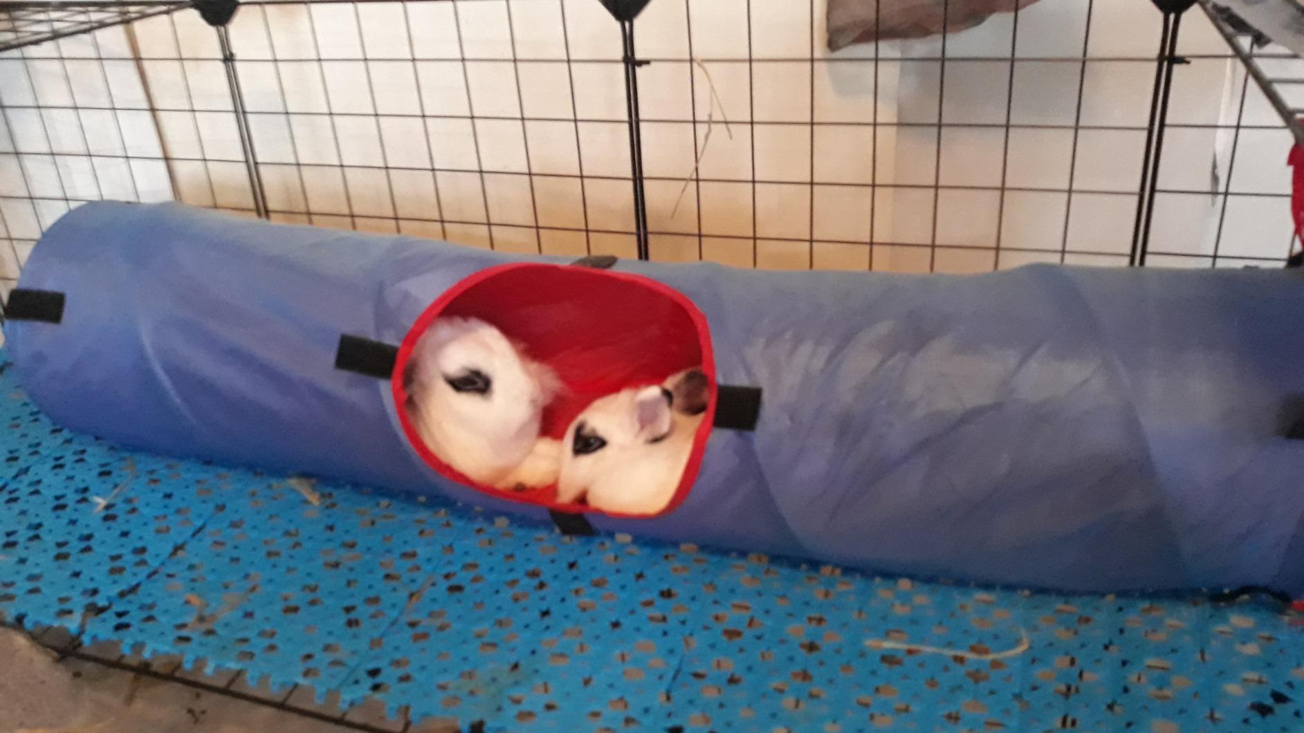 SONGMICS Pet Playpen, 2-Tier Small Animal Playpen customer photo 1