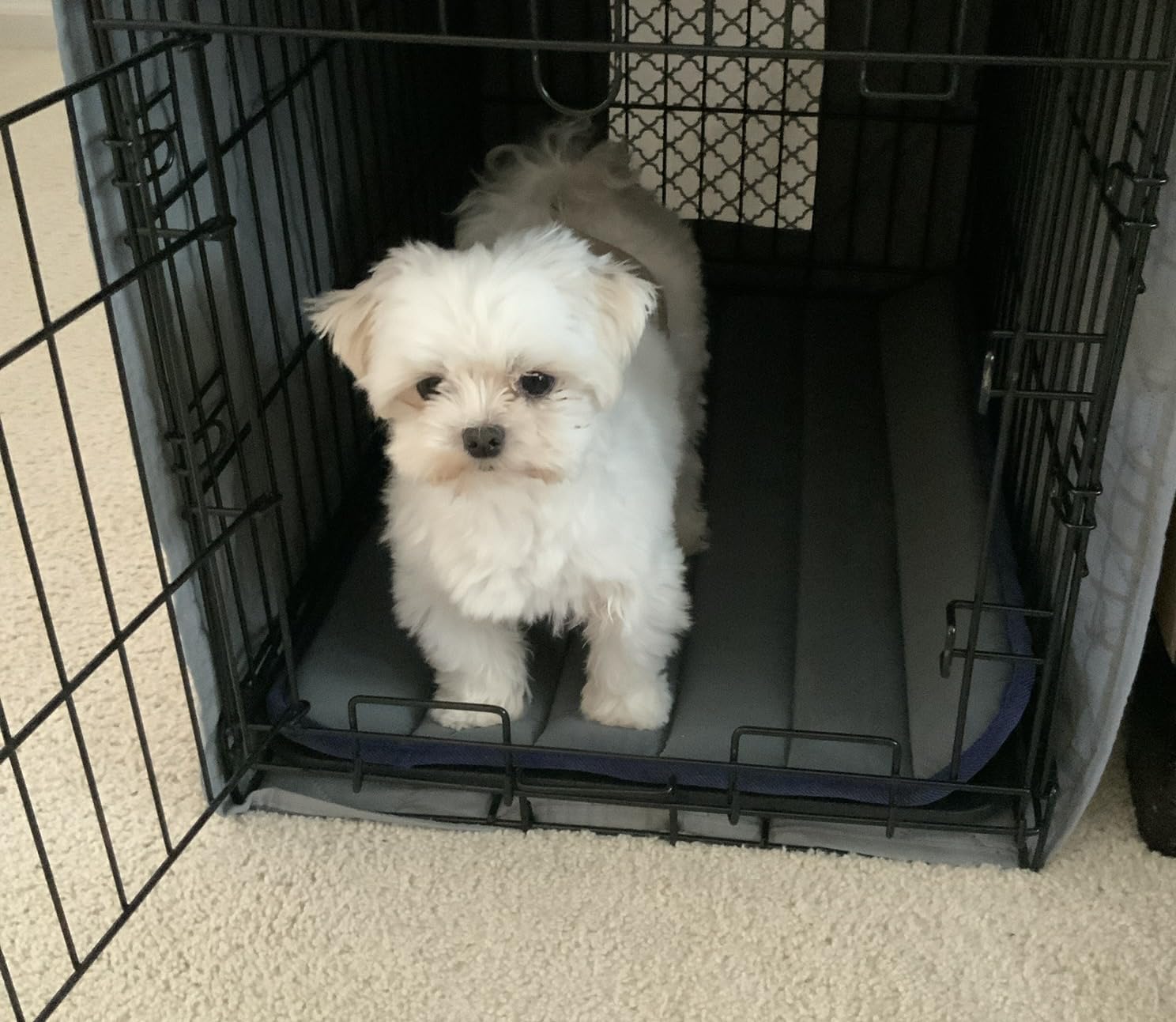 BALANCE Dog Crate Pad, Dog Foam Crate Mat Kennel Pad, Washable Water-Resistant Pet Bed Flat Dogs Cage Mat for Large Dogs customer photo 1