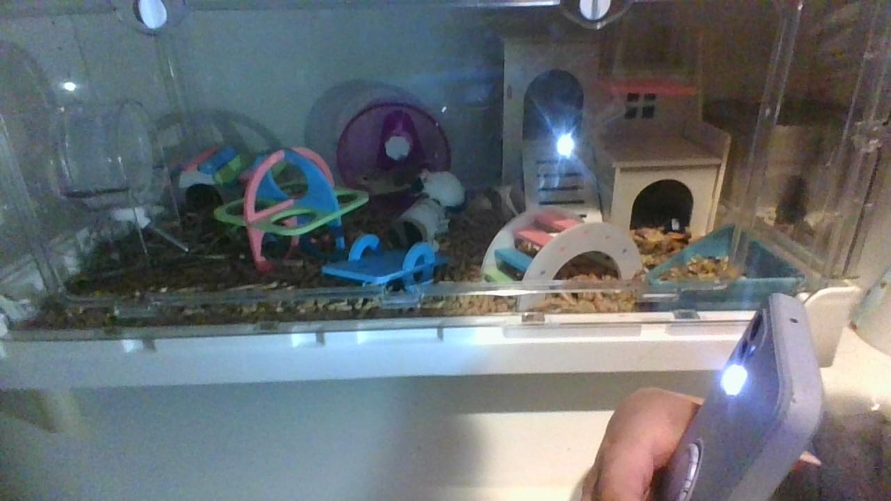 Hamster Cage15.4 High Panoramic Clear Syrian Playhouse customer photo 2