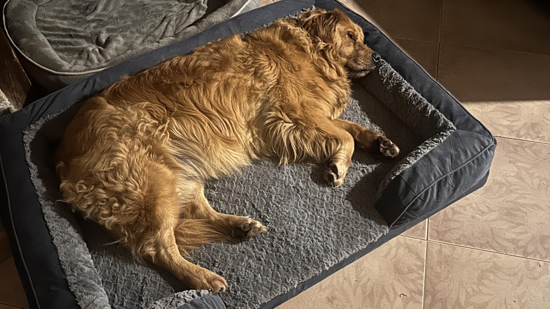 INVENHO Orthopedic Extra Large Dog Bed, XXL Waterproof Dog Sofa, Egg-Crate Foam Couch with Washable Removable Cover, Waterproof Lining and Nonskid Bottom customer photo 1