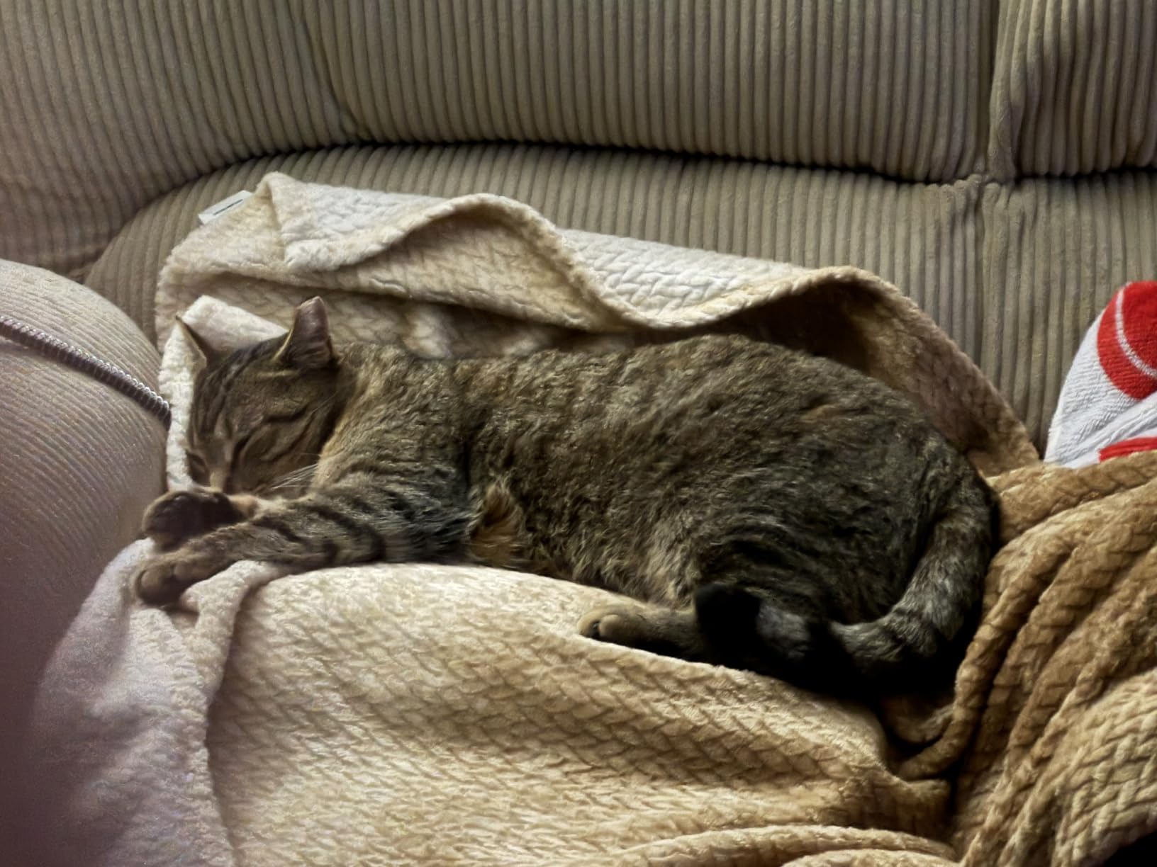 Outdoor Cat Heating Pad, 19.7