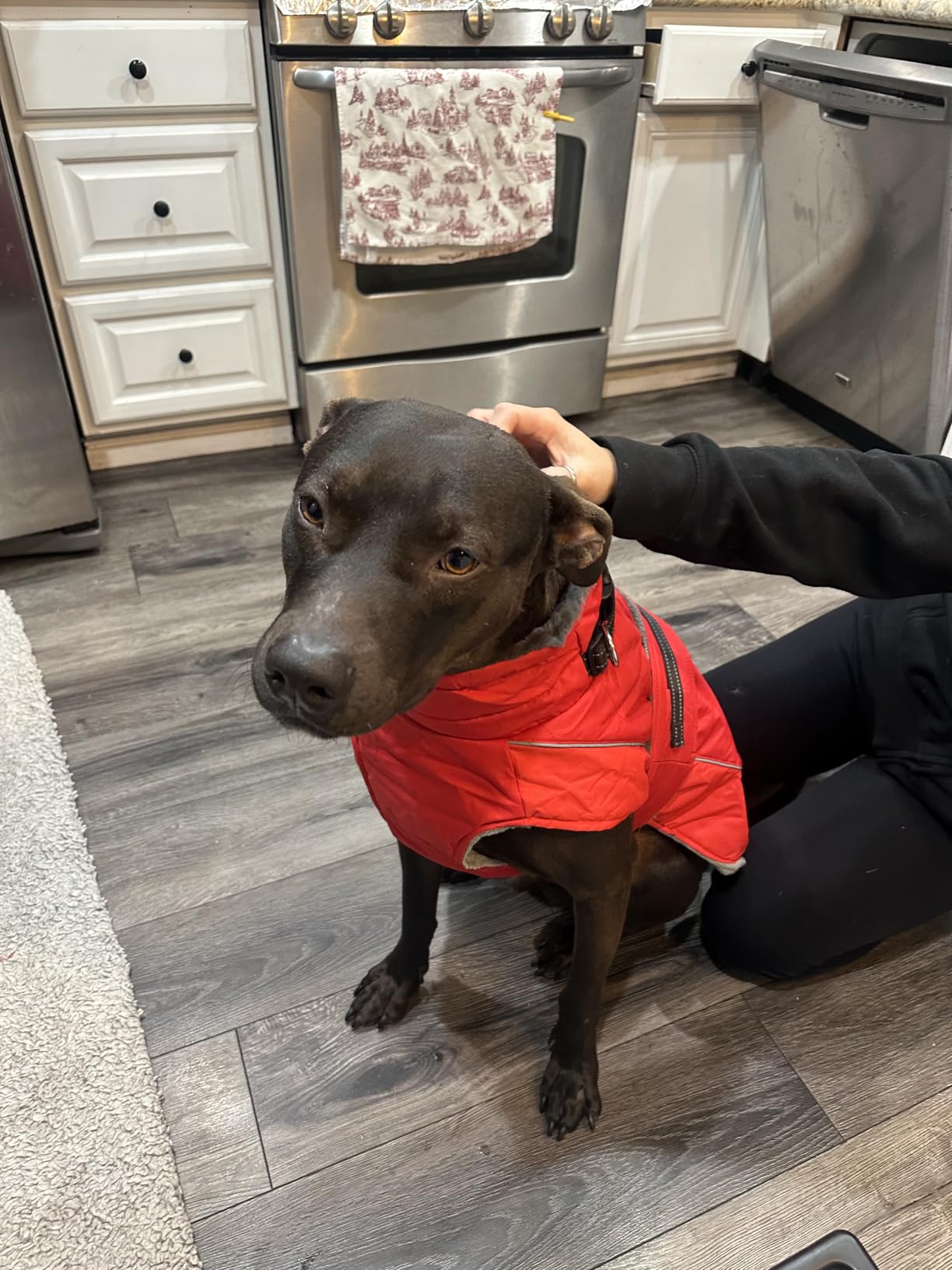 QBLEEV Warm Dog Jacket, Waterproof Dog Winter Coat with Harness | Reflective Turtleneck Dogs Fleece Vest, Adjustable Pet Coat for Cold Weather, Windproof Snowsuit for Small Medium Large Dogs customer photo 1
