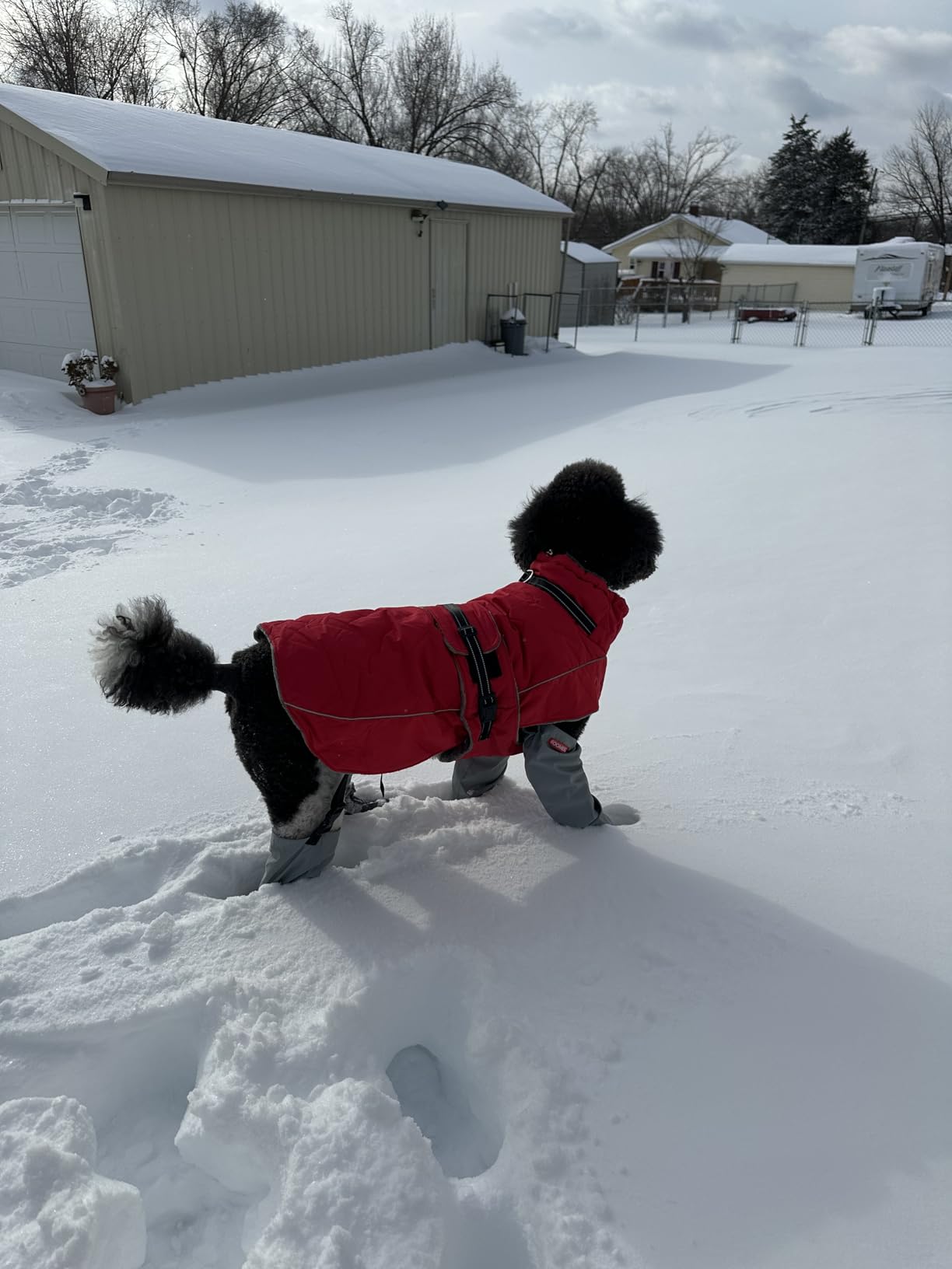 QBLEEV Warm Dog Jacket, Waterproof Dog Winter Coat with Harness | Reflective Turtleneck Dogs Fleece Vest, Adjustable Pet Coat for Cold Weather, Windproof Snowsuit for Small Medium Large Dogs customer photo 2
