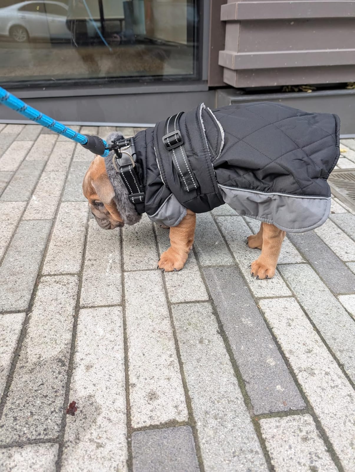 QBLEEV Warm Dog Jacket, Waterproof Dog Winter Coat with Harness customer photo 1