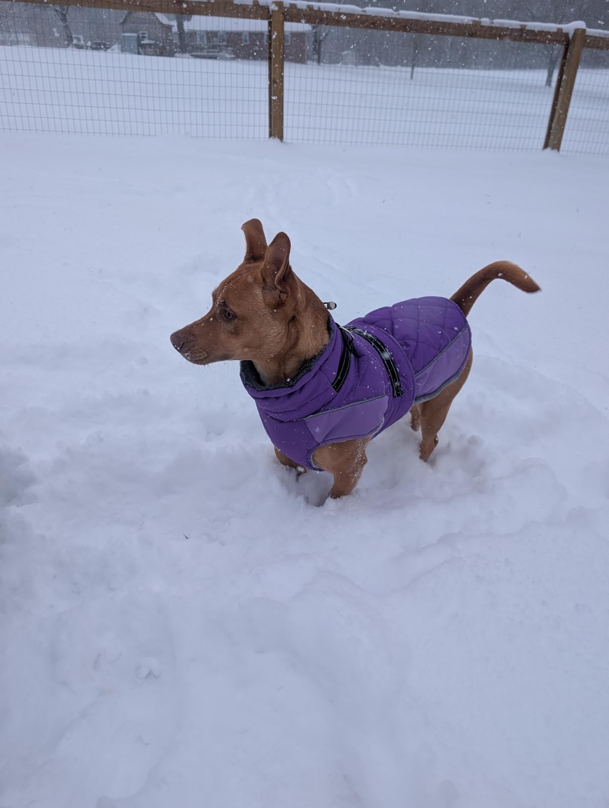 QBLEEV Warm Dog Jacket, Waterproof Dog Winter Coat with Harness customer photo 2
