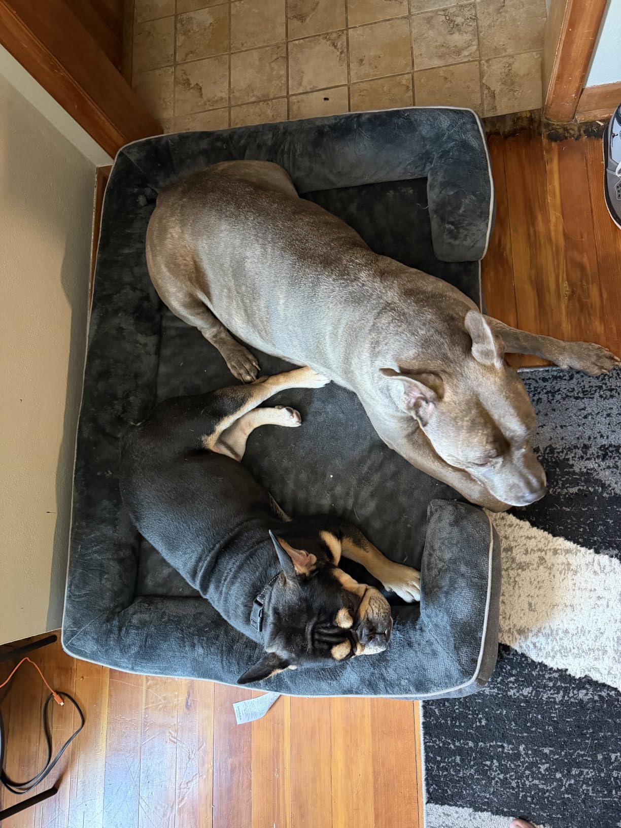EHEYCIGA Orthopedic Small Dog Bed, Waterproof Memory Foam Washable Pet Beds | Non-Slip Bottom and Egg-Crate Foam Medium Dog Couch Bed with Washable Removable Cover, Grey customer photo 2
