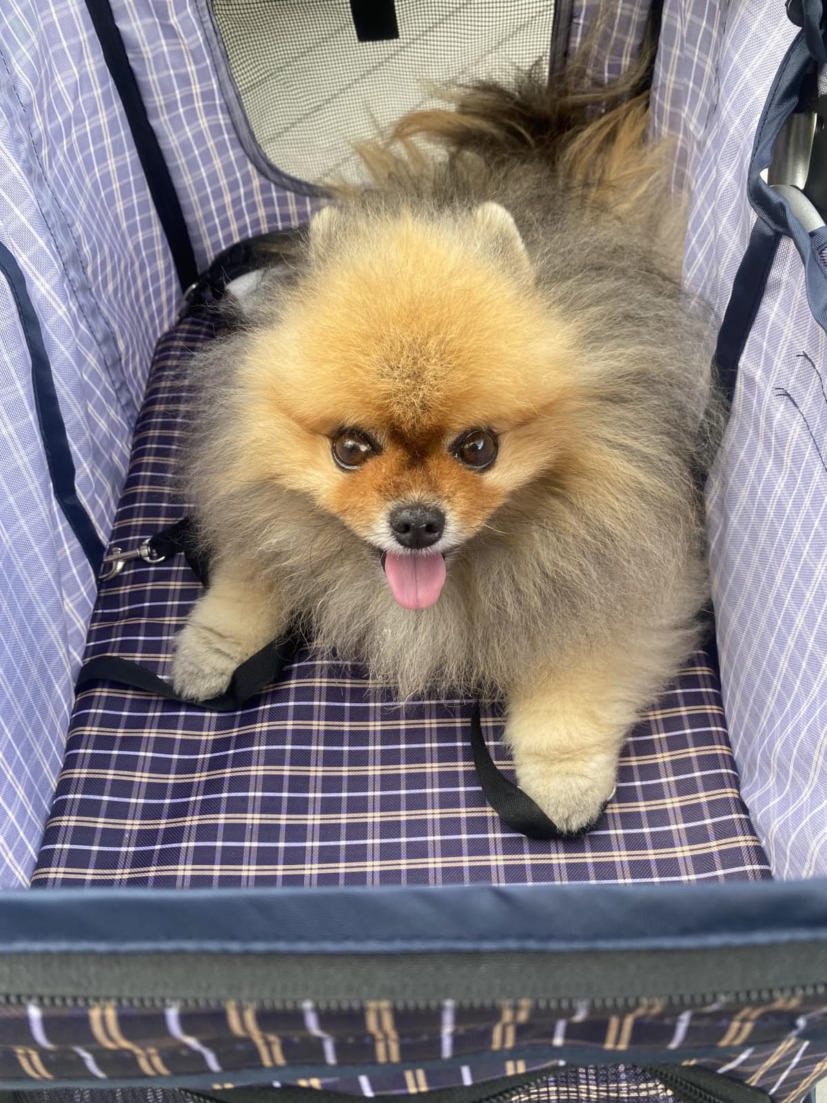 Magshion 3-Wheel Pet Stroller for Small/Medium Dogs & Cats, Up to 33lbs | Foldable Travel Jogger w/ Breathable Mesh Cover, Lightweight Design, Safety Tethers, Cup Holder & Storage Basket customer photo 1