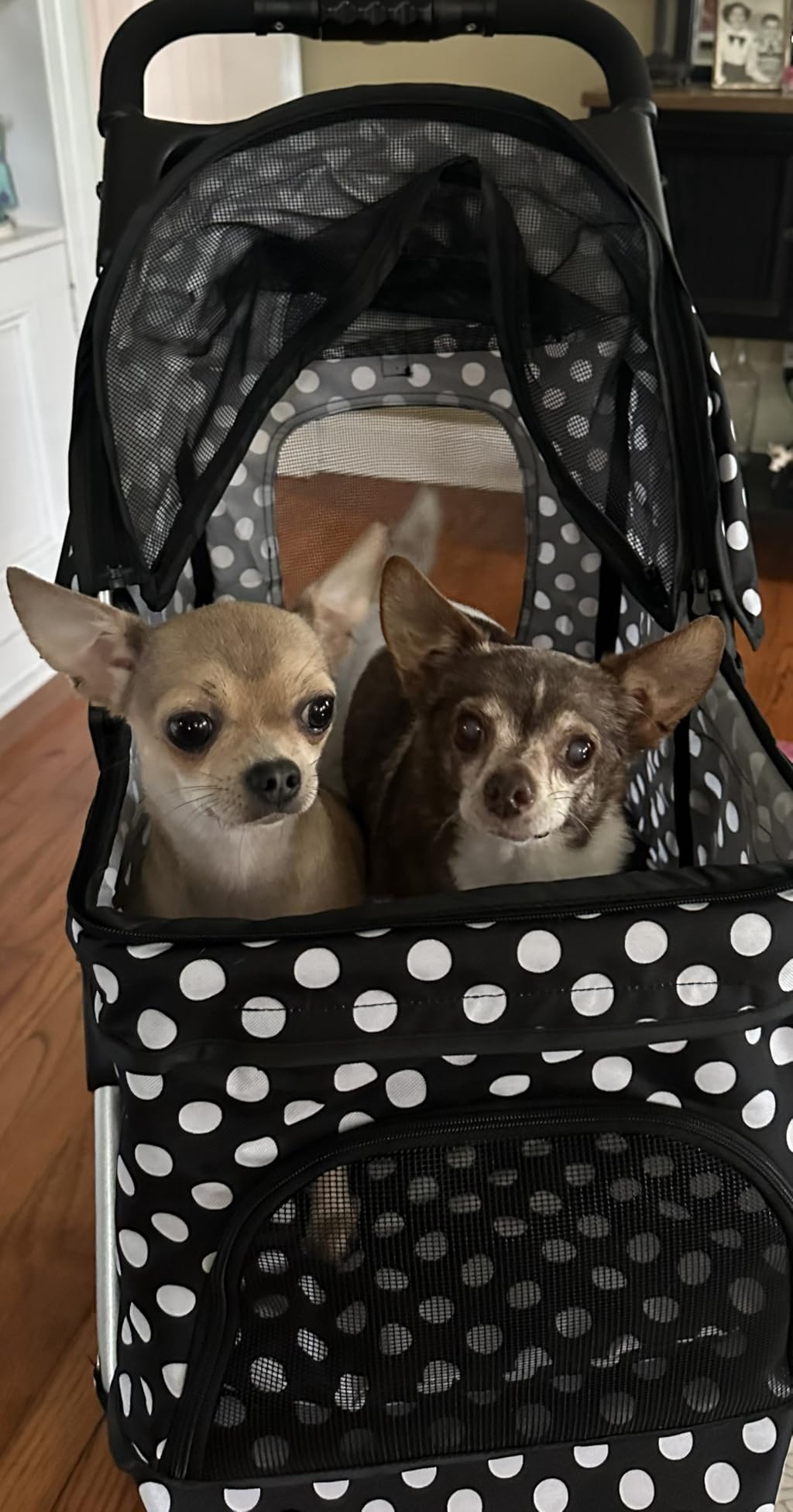 MoNiBloom Pet Stroller for Small/Medium Dogs and Cats up to 33 lbs, Gray customer photo 2