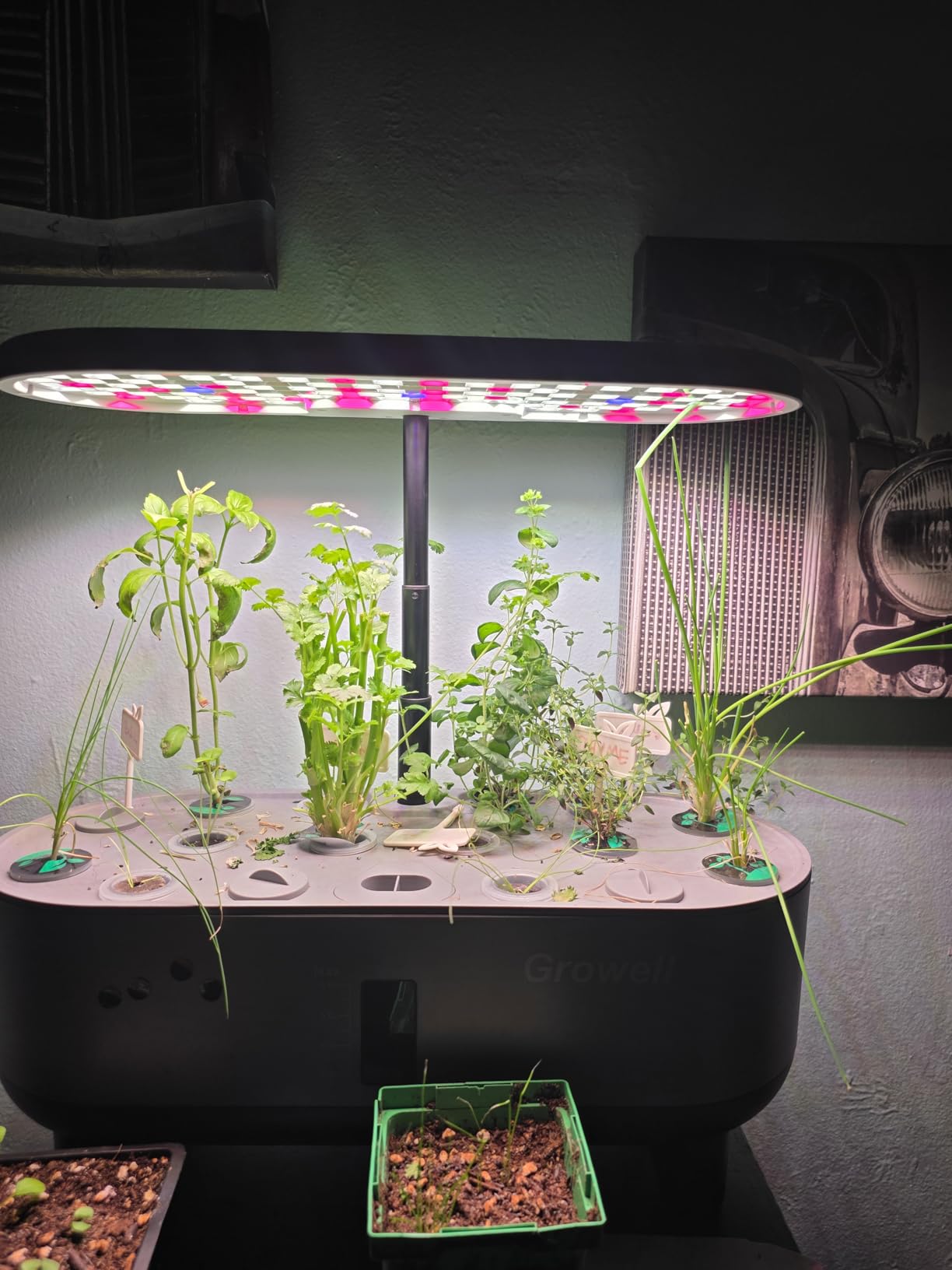 Growell Hydroponics Growing System Kit, 16 Pods Indoor Garden with 28W Full Spectrum LED Grow Light, Auto Timer, 3 Smart Light Modes, 8L Large Herb Garden, Ideal Gardening Gift for Women, Men (Gray) customer photo 2