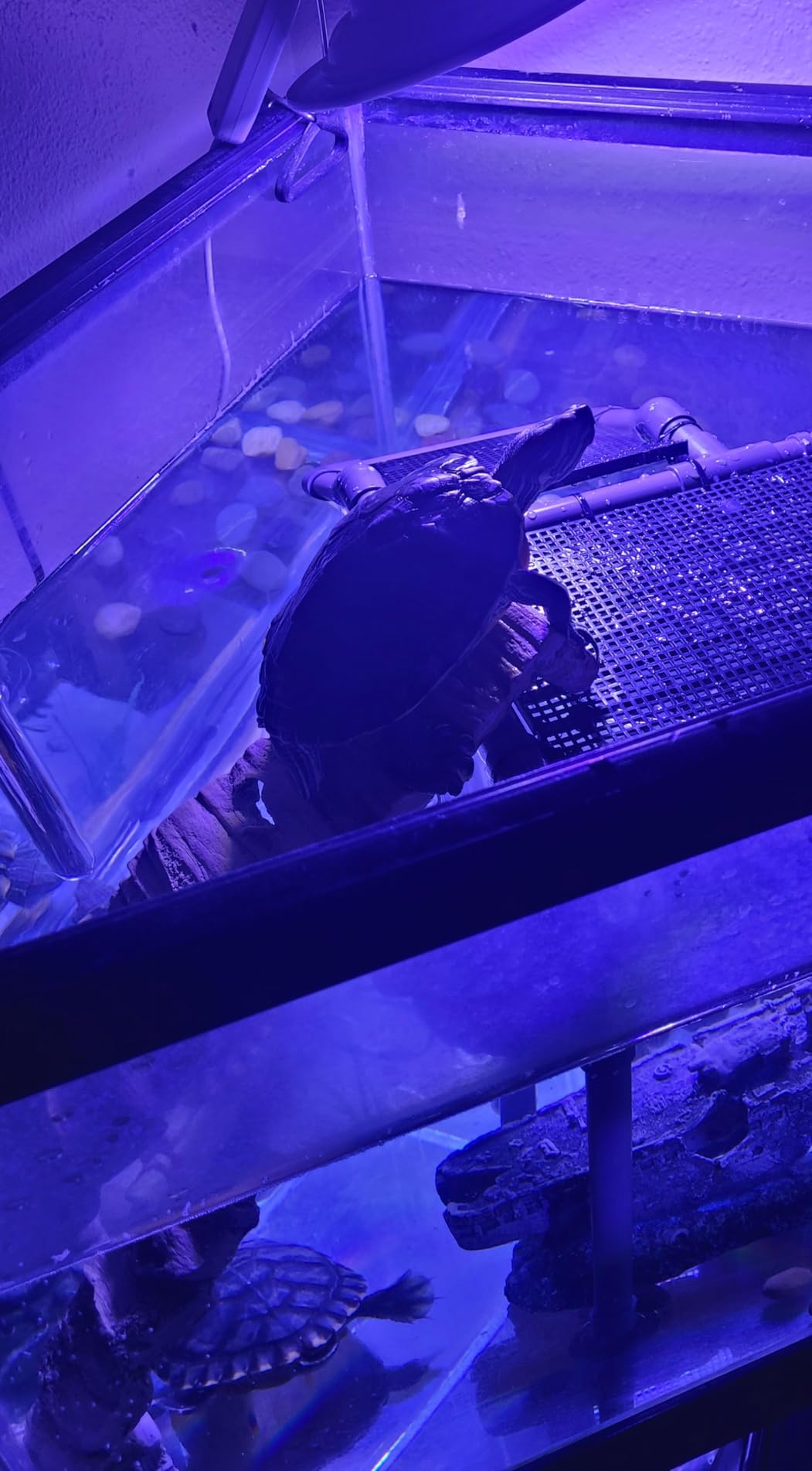 Large Turtle Basking Platform for Aquatic Turtles customer photo 1