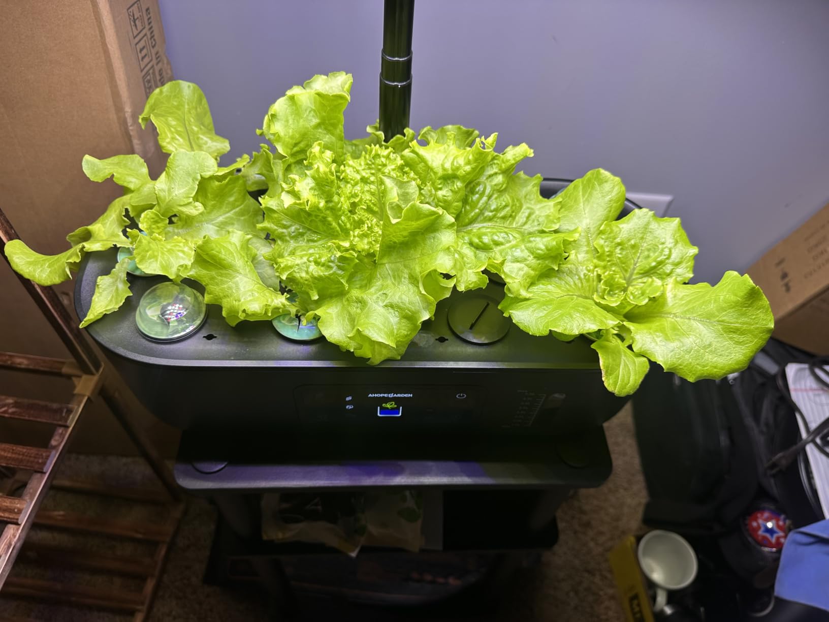 Ahopegarden Hydroponics Growing System Kit: 12 Pods with LCD Control Panel customer photo 2