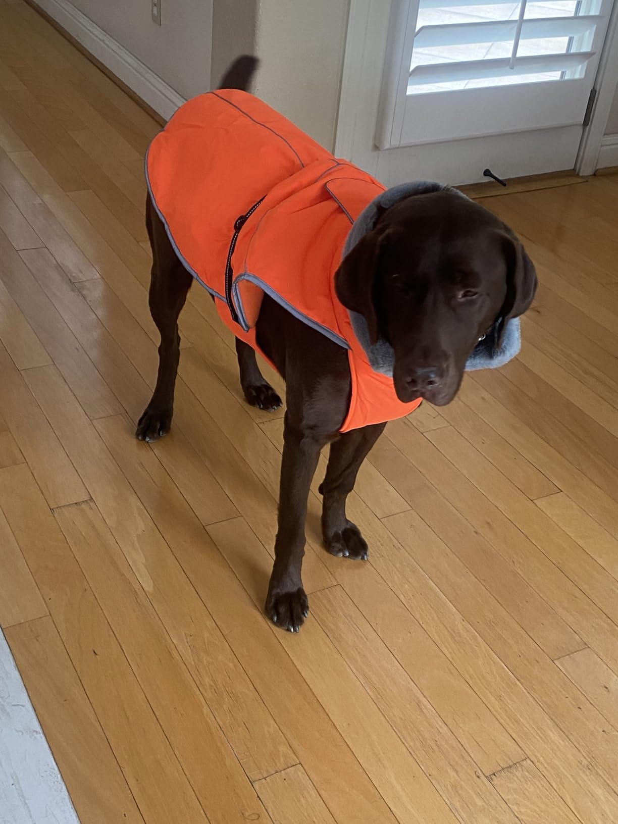 BEAUTYZOO Dog Winter Coat for Giant Large Dogs, Waterproof Canvas Jackets customer photo 2