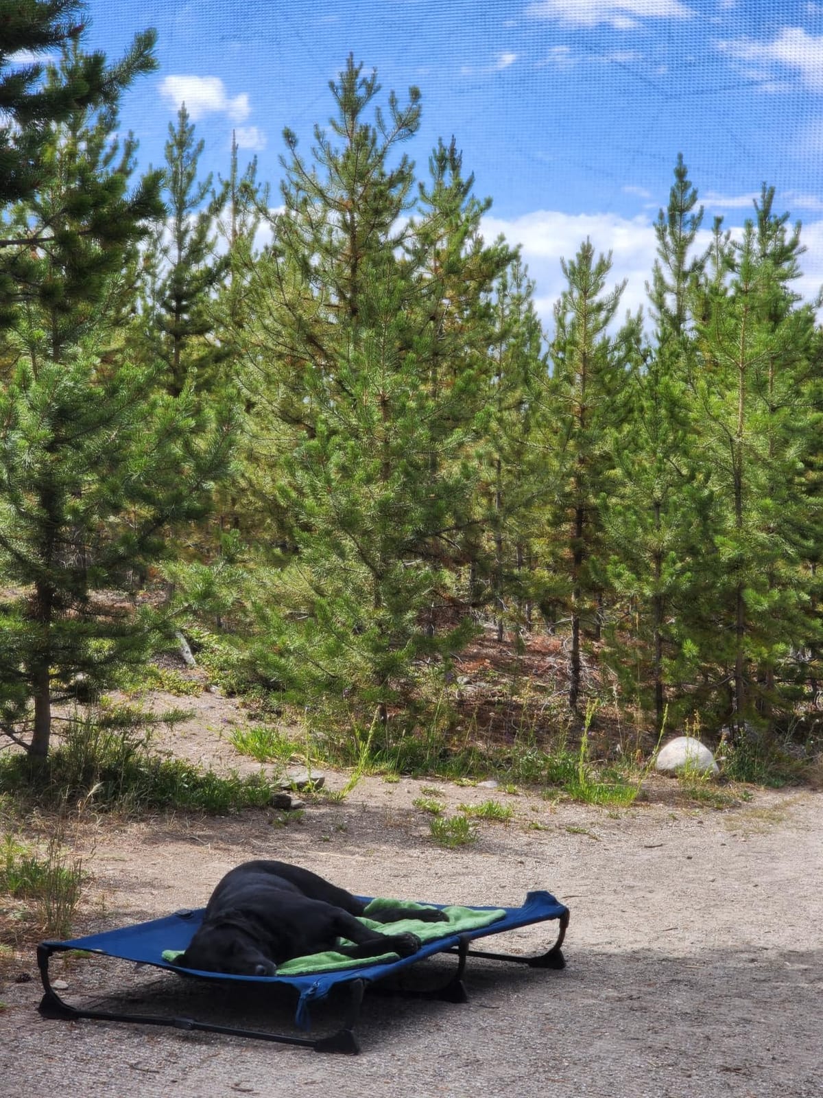 CANINE CANYON Upgraded Non-Slip Daisy Cot, XL Foldable Elevated Dog Bed, Portable Raised Outdoor Folding Dog Cot for Camping/Home, Chew Proof Waterproof Heavy Duty Up to 160 Lbs, Brown, 49