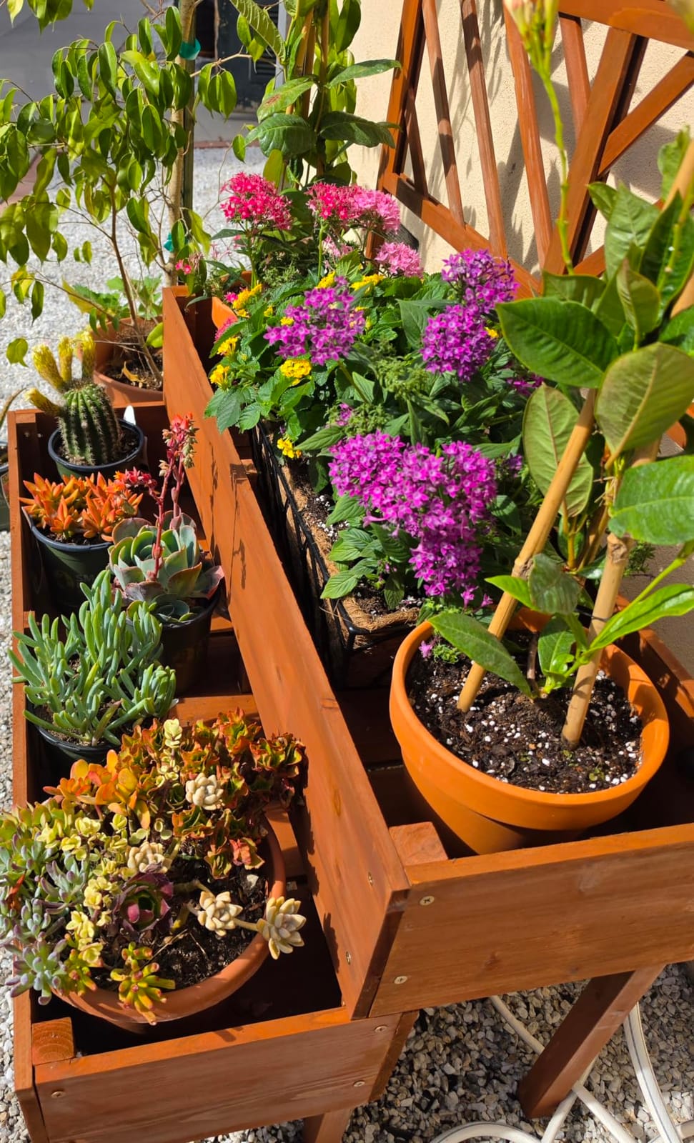 Raised Garden Bed with Trellis & 2 Planter Boxes, 2-Tier Outdoor Wooden Elevated Planter Box with Legs & Drainage Holes, Gardening Planters for Flowers, Herbs, Vegetables & Fruits(Brown) customer photo 1