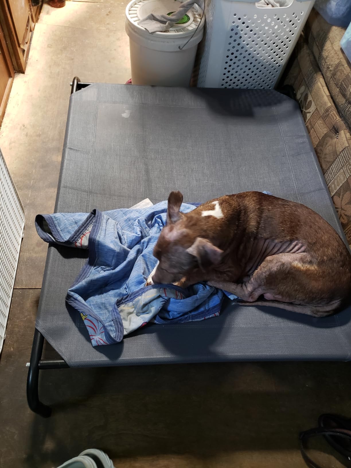 Love's cabin Elevated Cooling Dog Bed for Large Dogs, Portable Indoor & Outdoor Raised Pet Dog Cat Cot, Durable Summer Frame with Breathable Mesh, Grey, 48 inches customer photo 1