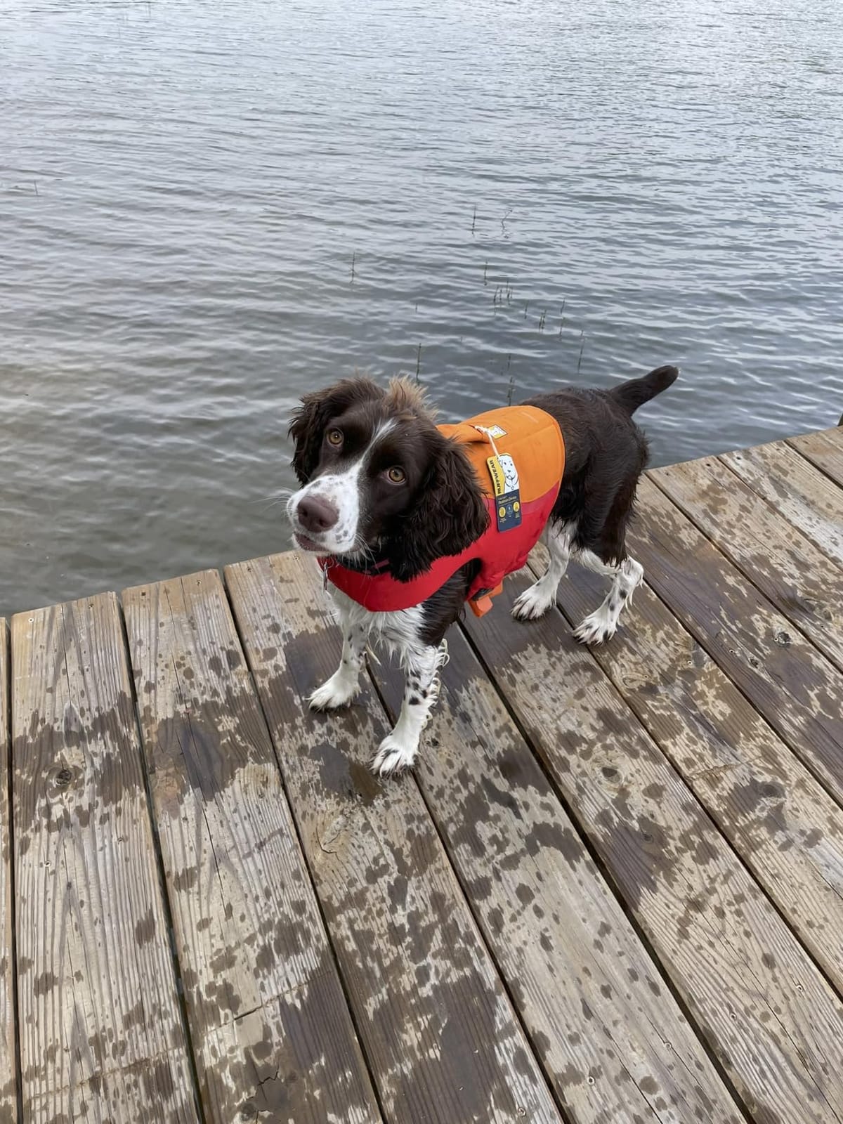 Ruffwear, Float Coat Dog Life Jacket, Swim Vest, Deep Blue, X-Small | Premium Buoyancy, Lift Handle, Secure Fit & Reflective Trim, Adjustable Flotation for Swimming, Boating, & Outdoor Adventures customer photo 2