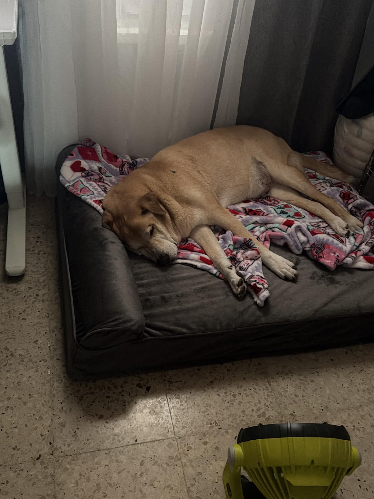 NOAH & PAW XL Dog Bed, 45x35x9.1 Inch, Orthopedic Large Dog Beds, Eggshell Memory Foam Infused with Cooling Gel, Water Resistant, Machine Washable, Includes Inner Cover (Velvet Collection) customer photo 1