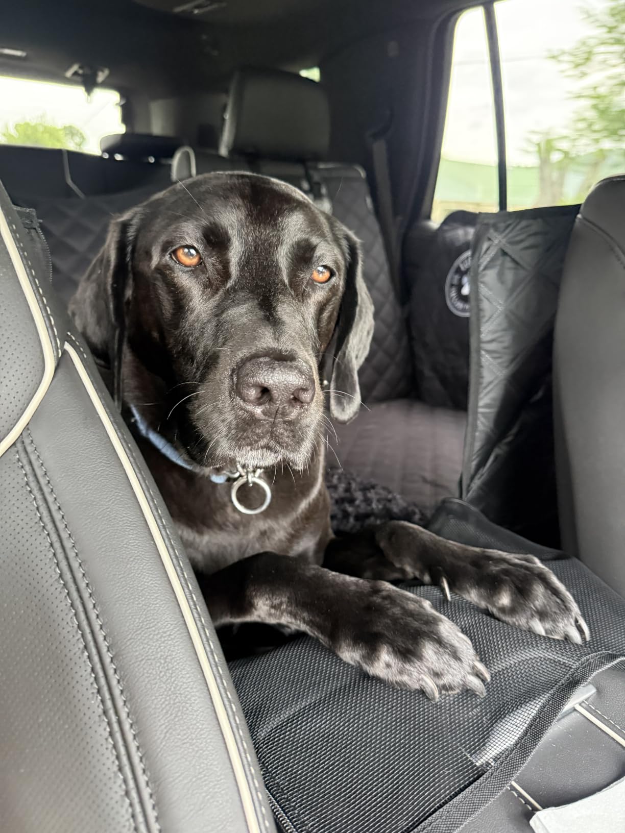 XL Back Seat Extender for Dogs - As Seen on Shark Tank | Hard bottom adds 40% more space, holds up to 400 lbs, waterproof, machine-washable, heavy-duty Back Seat Cover for Dogs customer photo 1