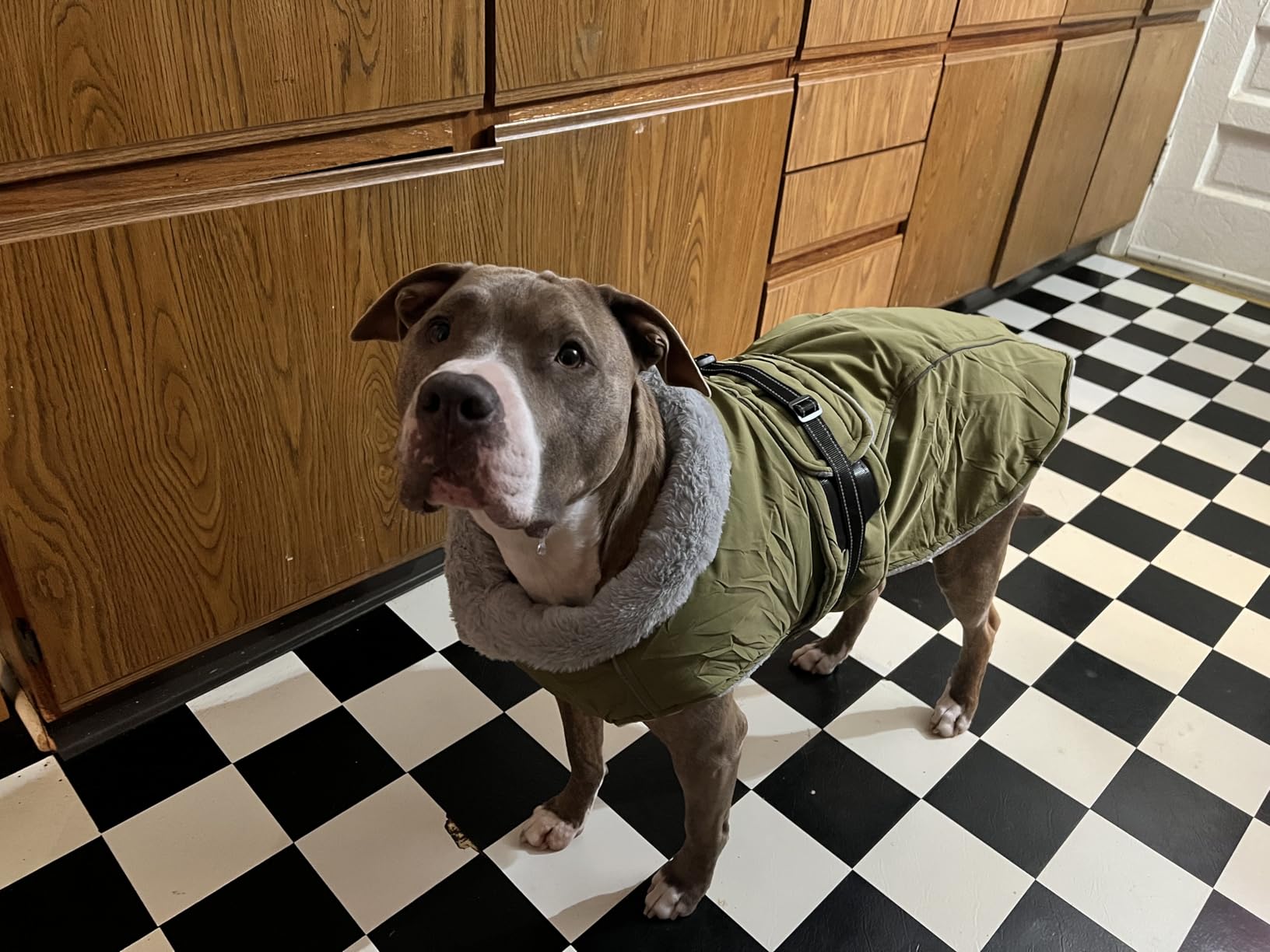 Lelepet Dog Coats for Large Dogs Waterproof Dog Jacket with Adjustable Fit | Reflective Winter Coat Pet Fleece Vest Windproof Cold Weather Coats with Adjustable Buckle & Leash Hole, Brown, XXL customer photo 2