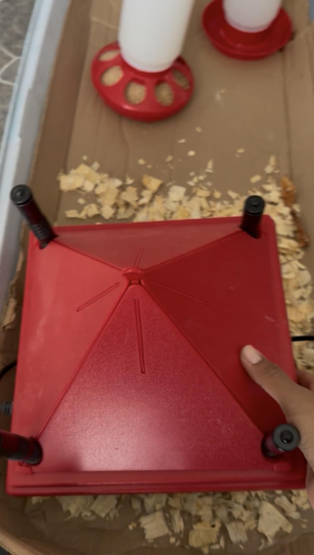 Chick Brooder Heater with Anti-Roost Cone & Constant Temp Red 10 x 10 | Height-adjustable brooder plate for Raising Chicks customer photo 1