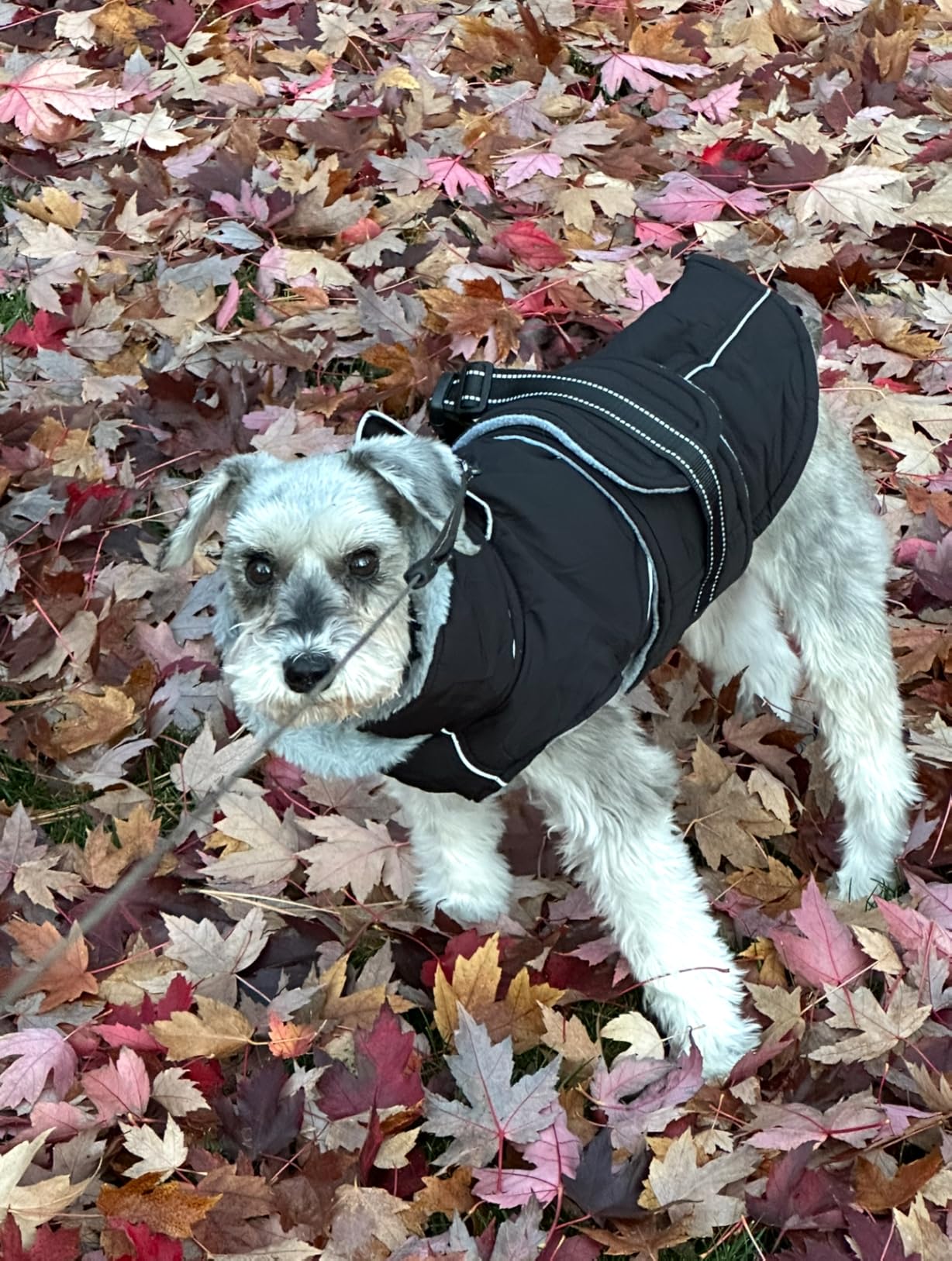 Lelepet Dog Jackets for Large Dogs Waterproof Dog Coat with Adjustable Fit customer photo 2