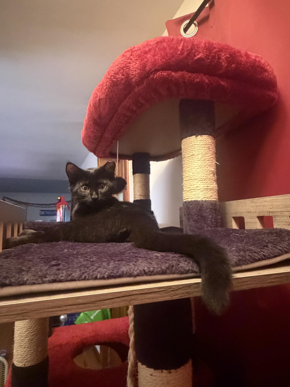 Gitelsnour Maine Coon Cat Tree, Heavy Duty Cat Tower for 20 lbs+, GCT033W customer photo 1
