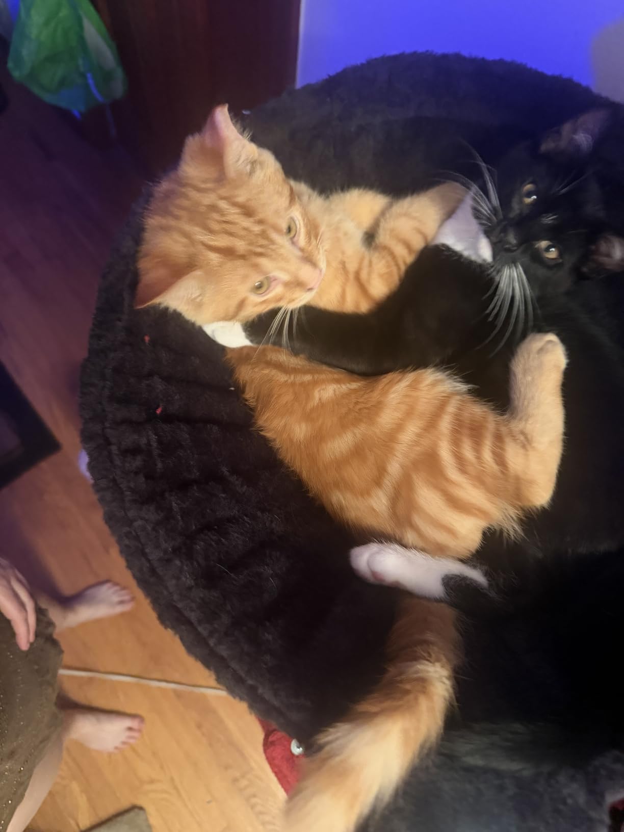 Gitelsnour Maine Coon Cat Tree, Heavy Duty Cat Tower for 20 lbs+, GCT033W customer photo 2