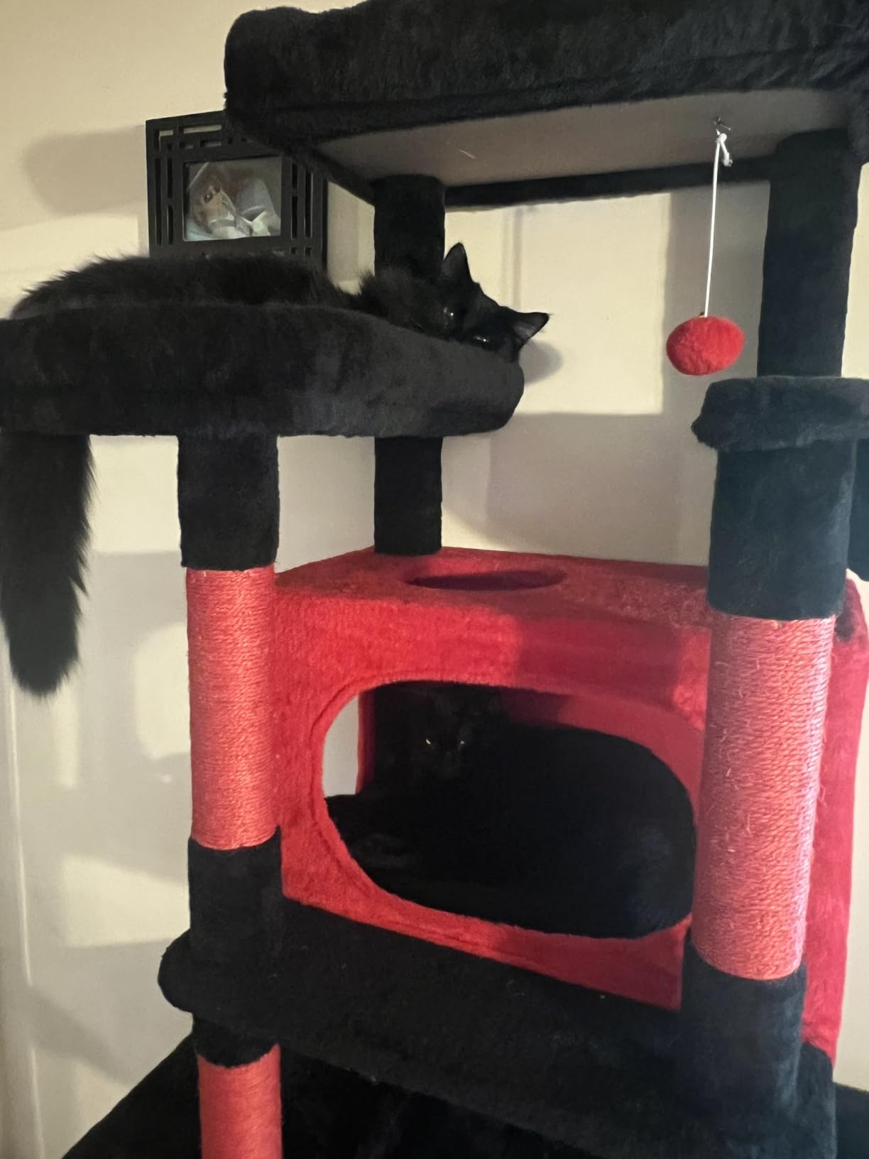 Globlazer Giant Tall Heavy Duty Cat Tower for Indoor Large Cats, F83B customer photo 1