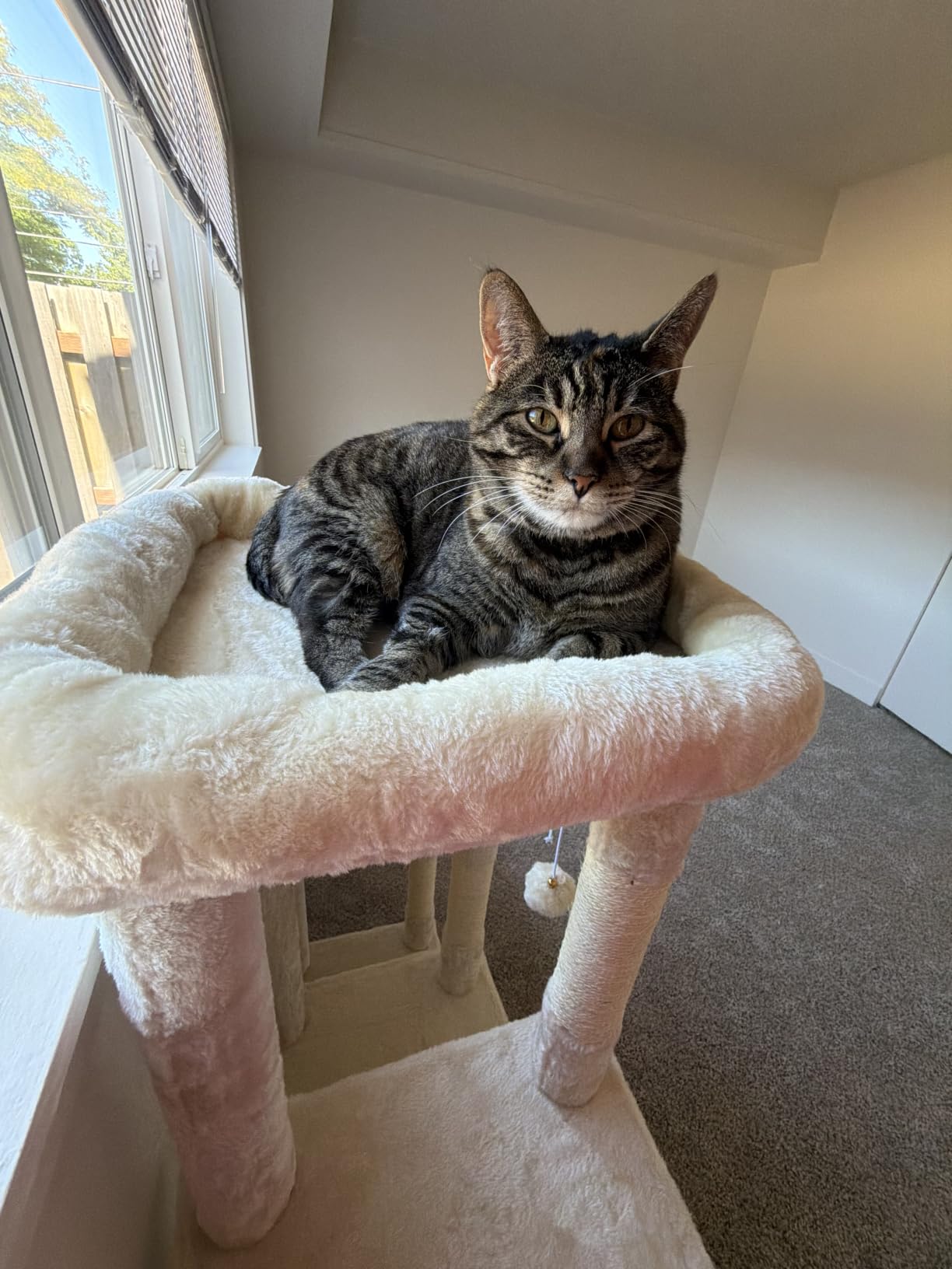 Heybly Cat Tree, 71-Inch Tall Cat Tower for Large Maine Coon Cats HCT037G customer photo 2