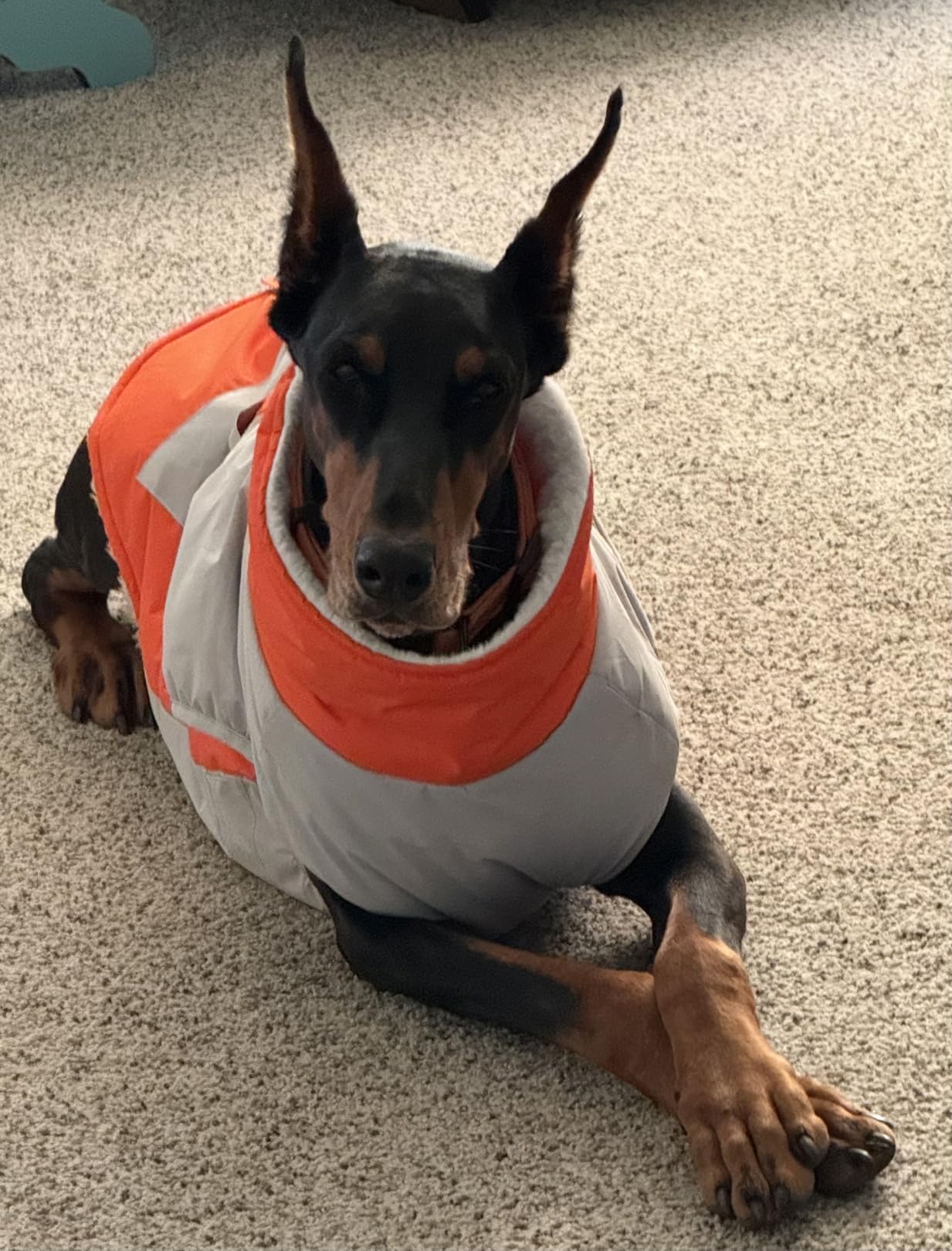 IECOii Large Dog Coat with Harness Built in,Reflective Waterproof Dog Coat customer photo 1