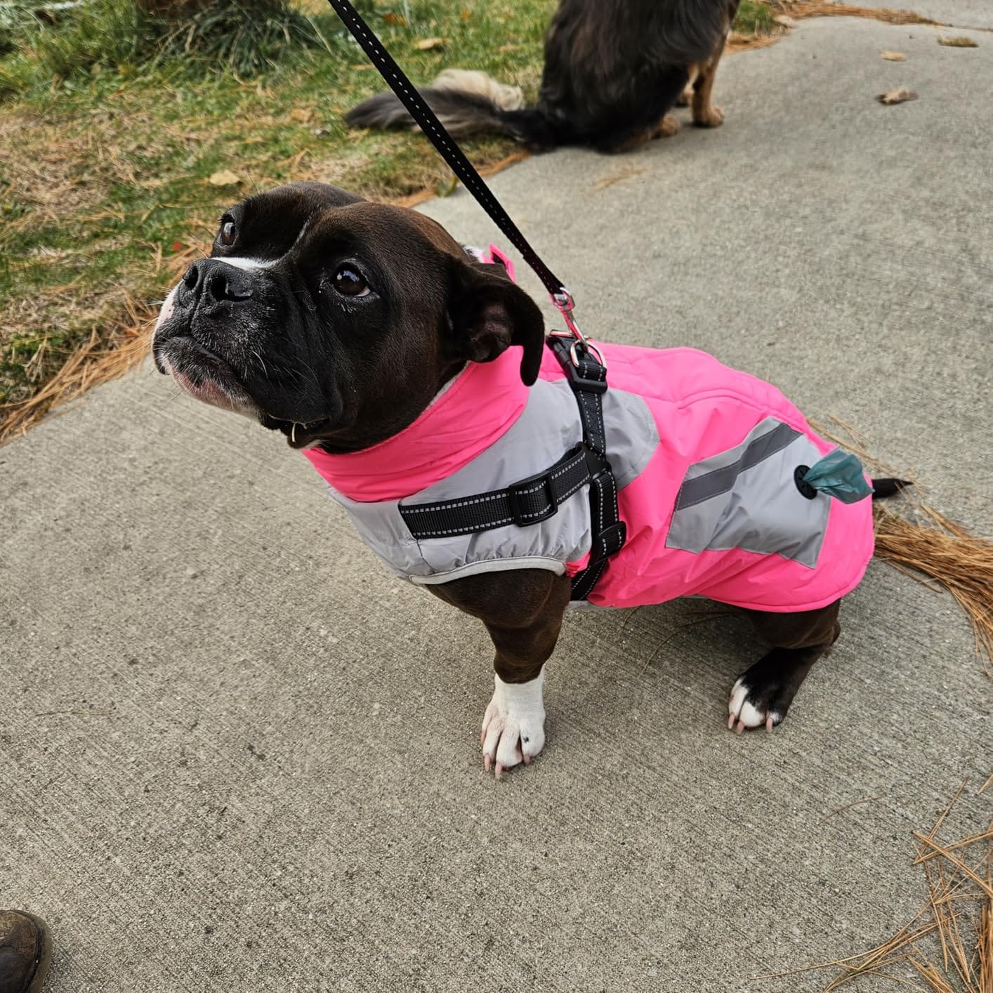 IECOii Large Dog Coat with Harness Built in,Reflective Waterproof Dog Coat customer photo 2