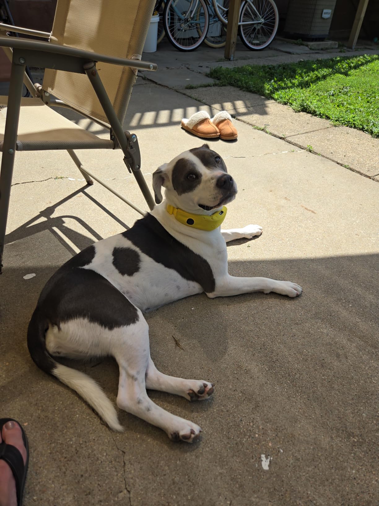 Halo Collar 5 GPS Wireless Dog Fence customer photo 1